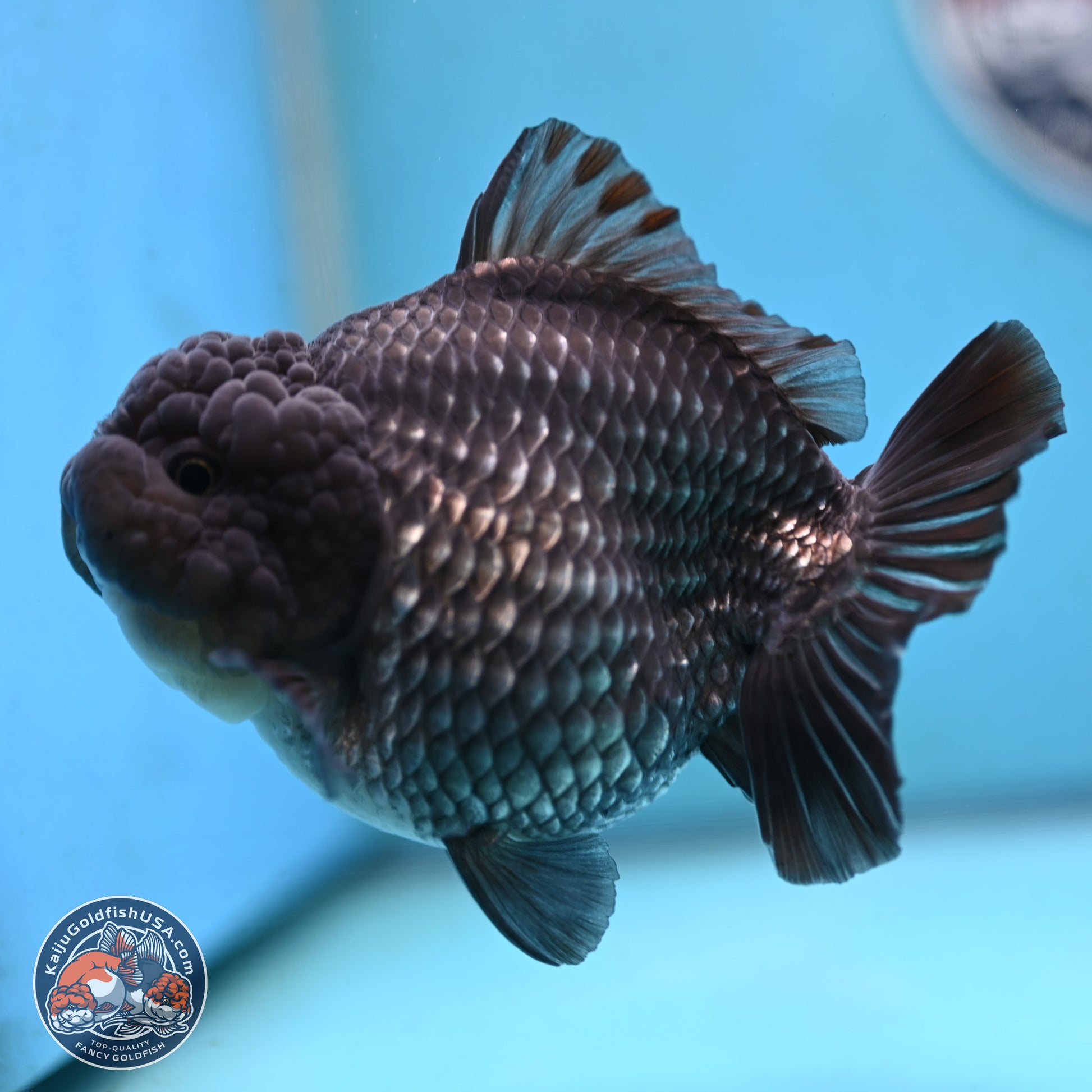 Big Black Metallic YuanBao Oranda 4.5 inches Body - Female (250117_OR06) - Kaiju Goldfish USA