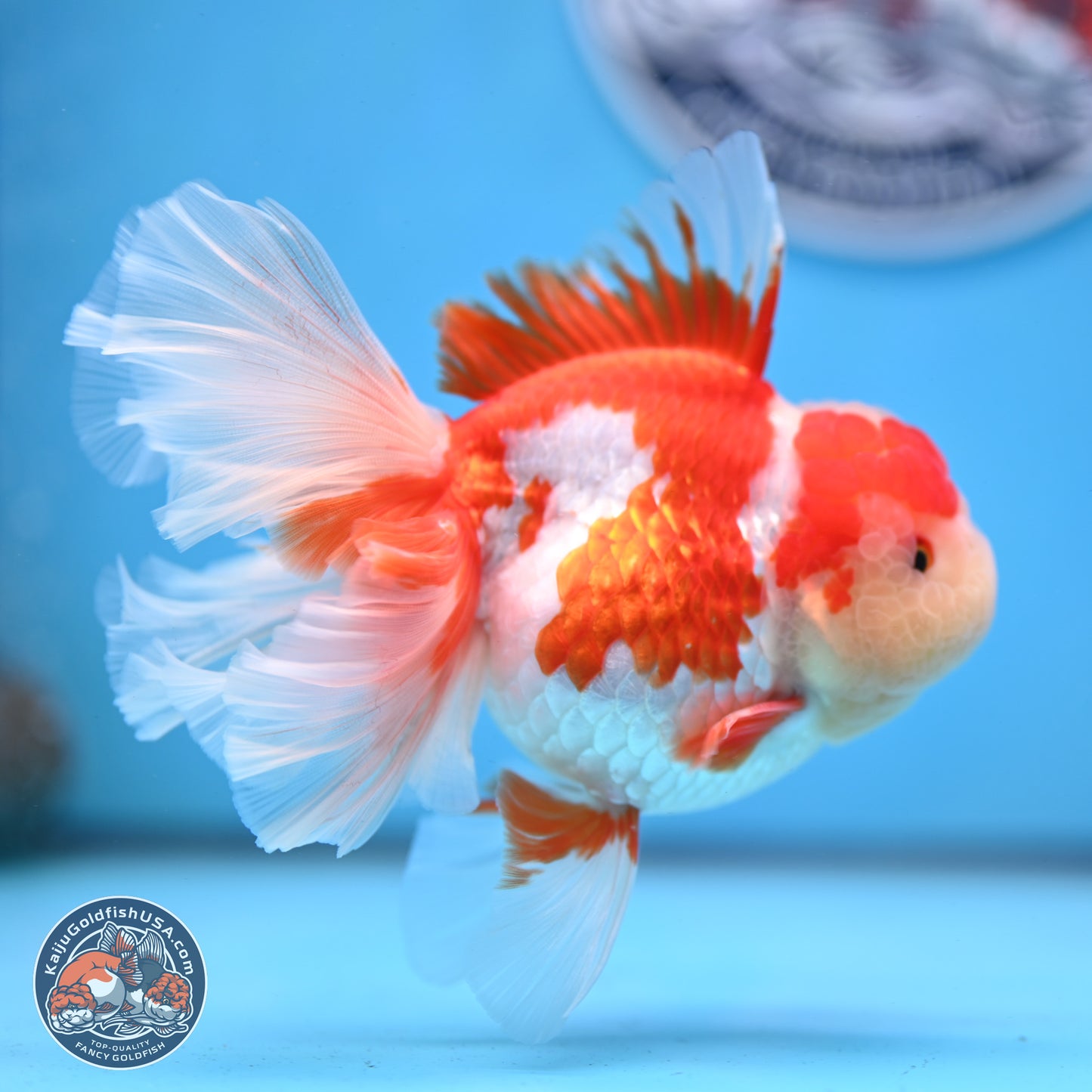 Jade Top Red White Orchid Tail Oranda 3.5 inches Body - Female (250228_OR06)