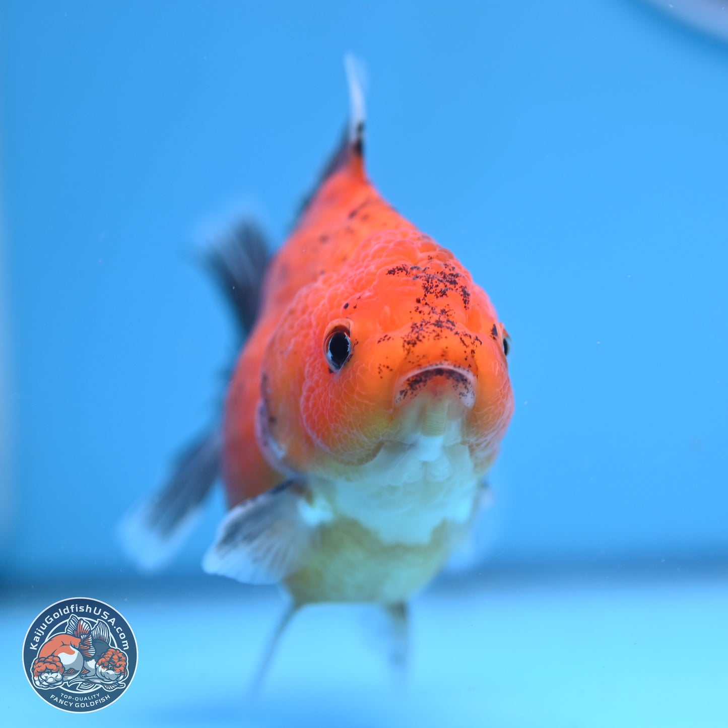 Shogun Tricolor Sakura YuanBao Oranda 3.75in Body (240802_OR06) - Kaiju Goldfish USA