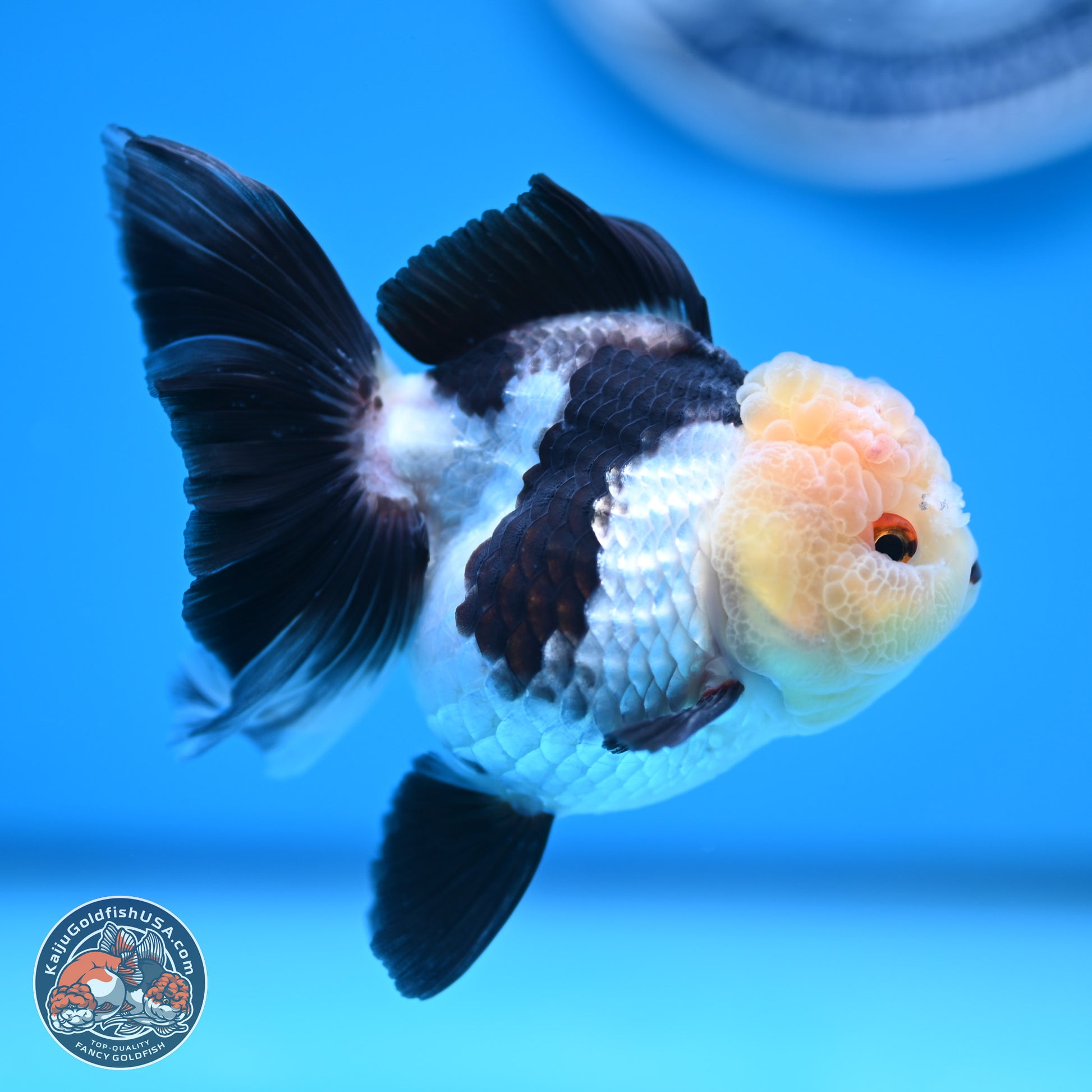 Panda Rose Tail Oranda 4 inches (241101_OR06) - Kaiju Goldfish USA