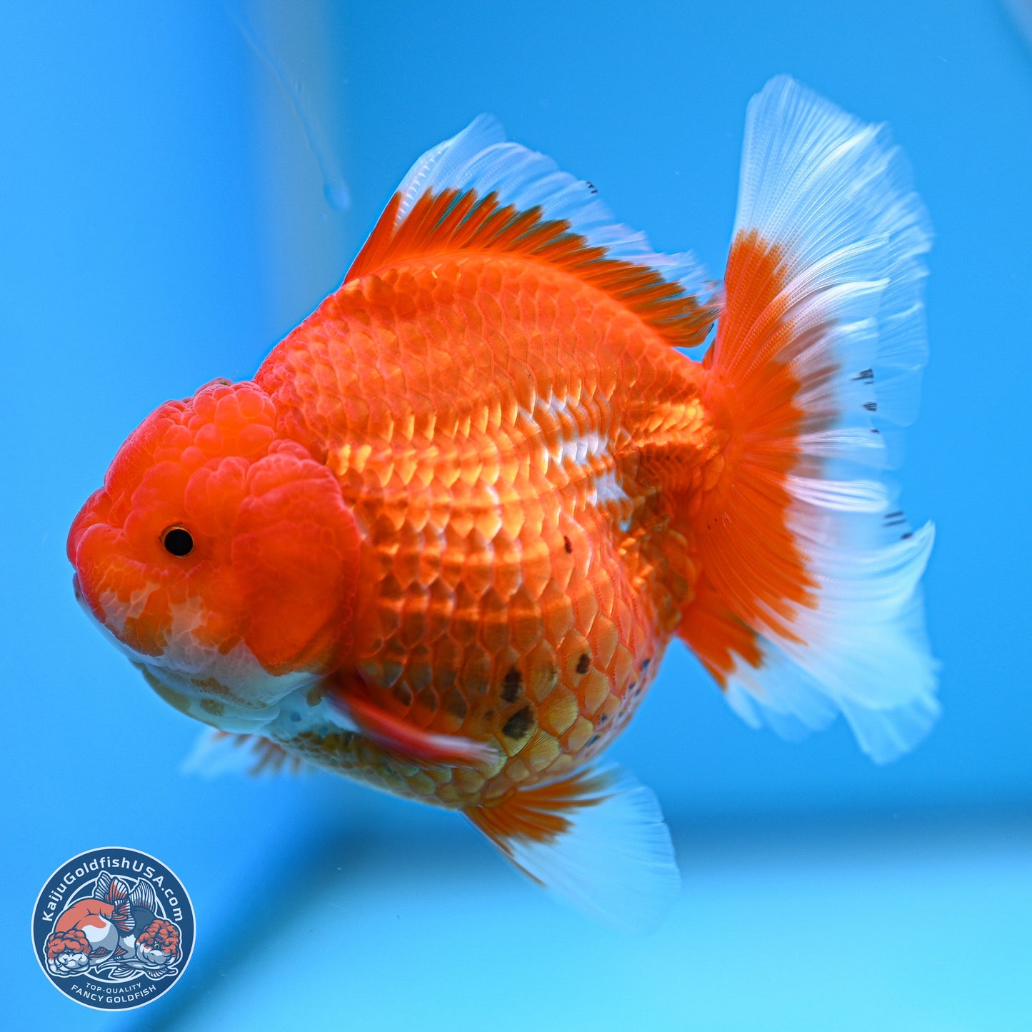 Red White Rose Tail Oranda 4.5 inches - Female (241129_OR06) - Kaiju Goldfish USA