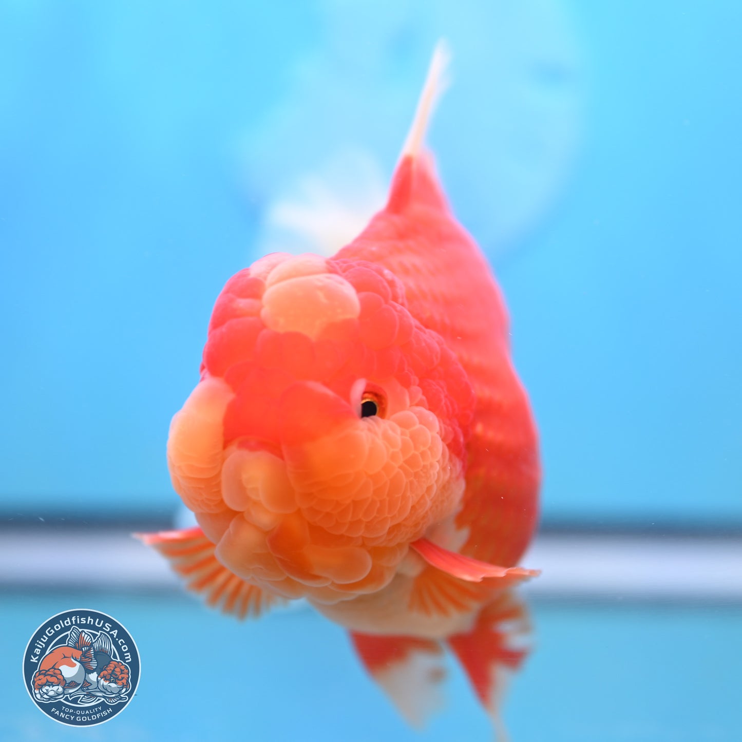 Jumbo Rose Tail Jade Seal Red White Oranda 5.5 inches Body - Female (250131_OR06)