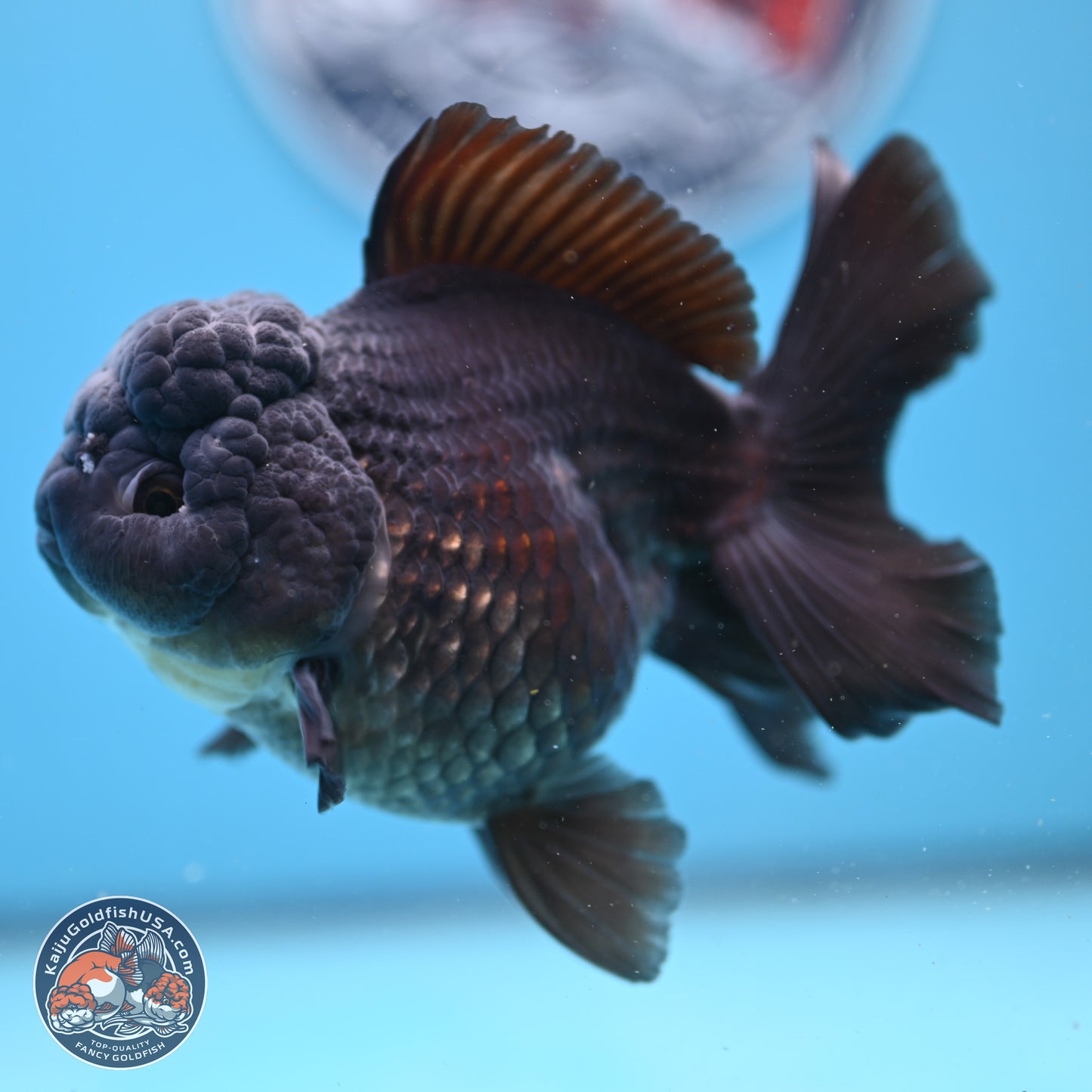 Black Rose Tail Oranda 5 inches - Female (241206_OR06) - Kaiju Goldfish USA