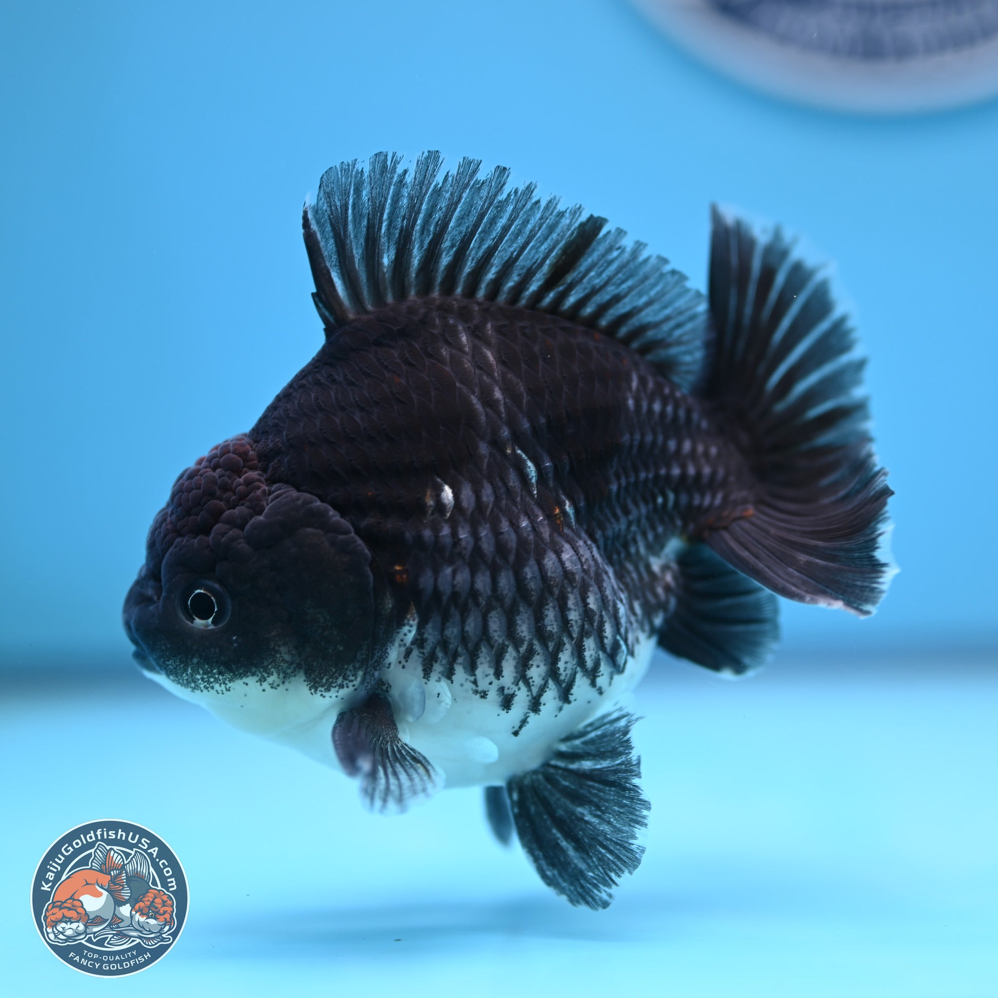 Shogun Kirin Oranda 3.5-4.5 in (241011_OR06) - Kaiju Goldfish USA