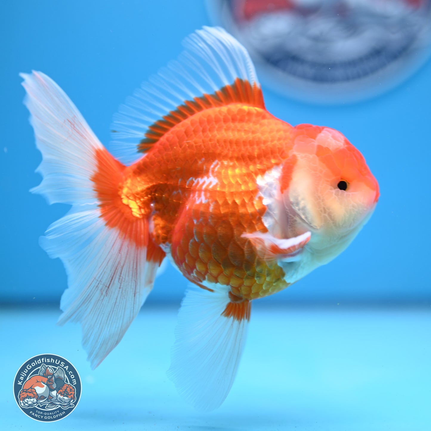 Red White Rose Tail Oranda 4-6 inches (240913_OR06) - Kaiju Goldfish USA