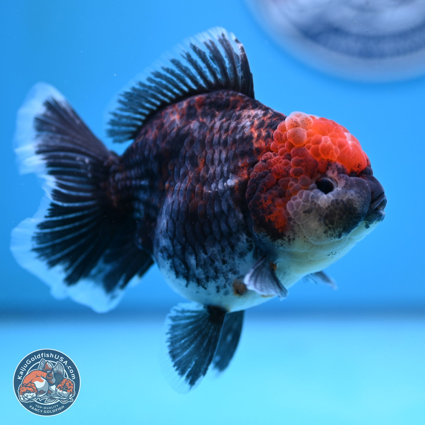 Kirin Rose Tail Oranda 5 inches (241025_OR06) - Kaiju Goldfish USA