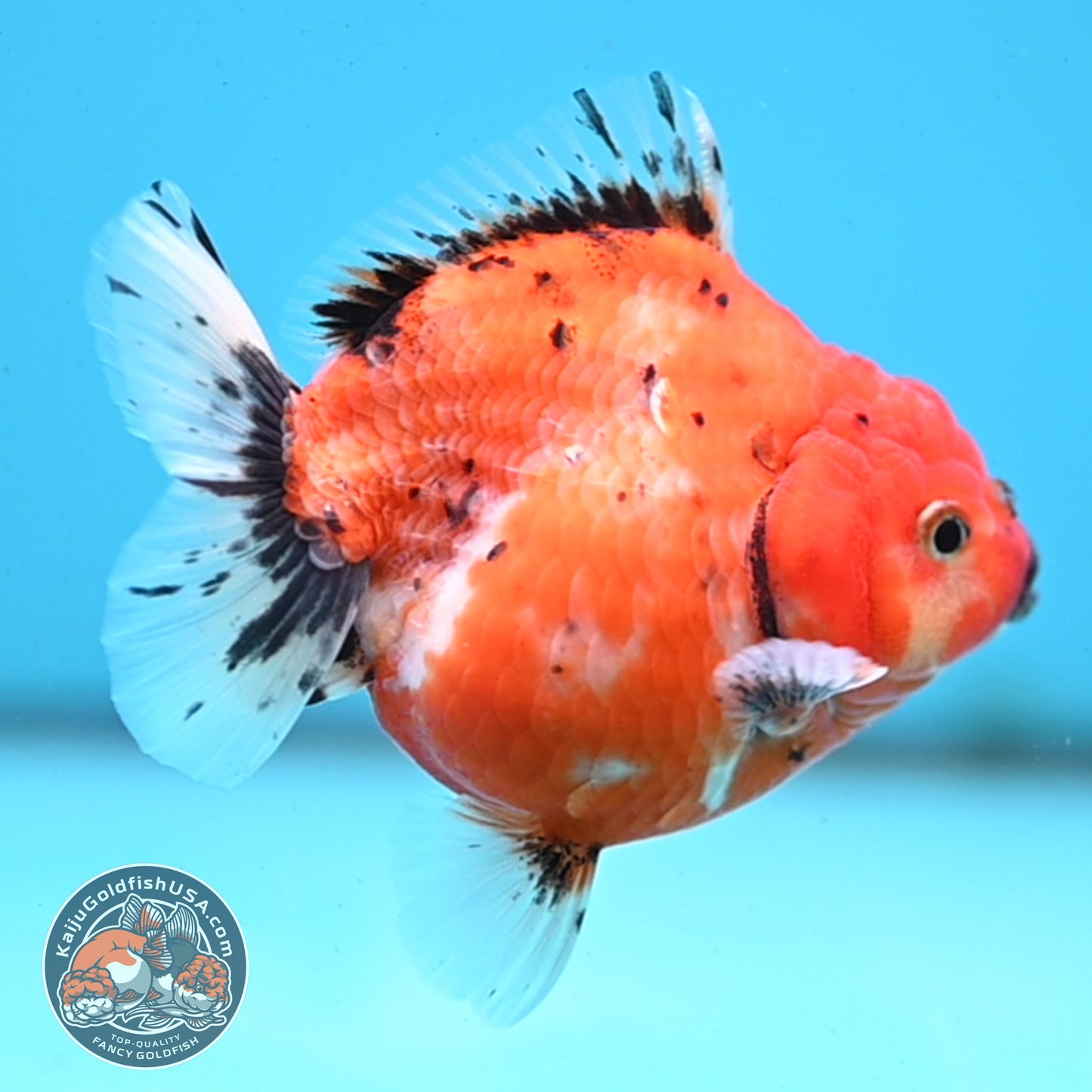 Shogun Tricolor Sakura Oranda 3.5 inches Body - Female (250418_OR06)