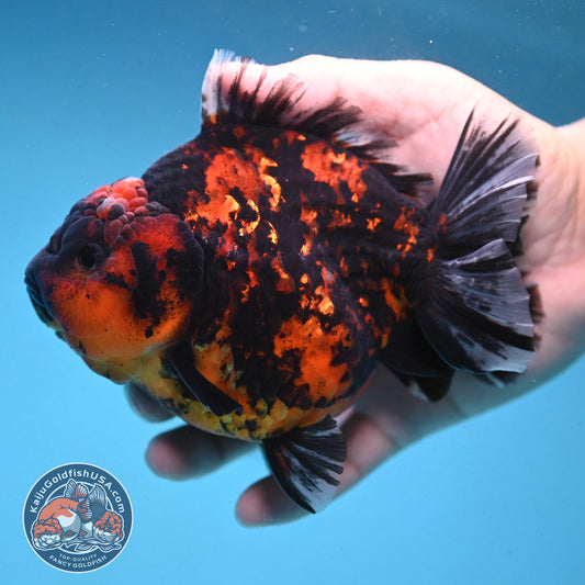 Tiger Oranda 4.5 inch Body (250912_OR06)
