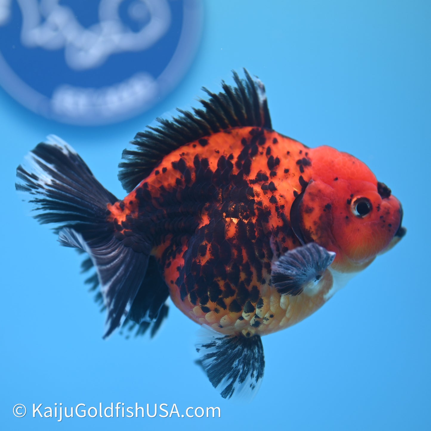 Shogun Godzilla Apache Oranda 3.75in Body (240614_OR06) - Kaiju Goldfish USA