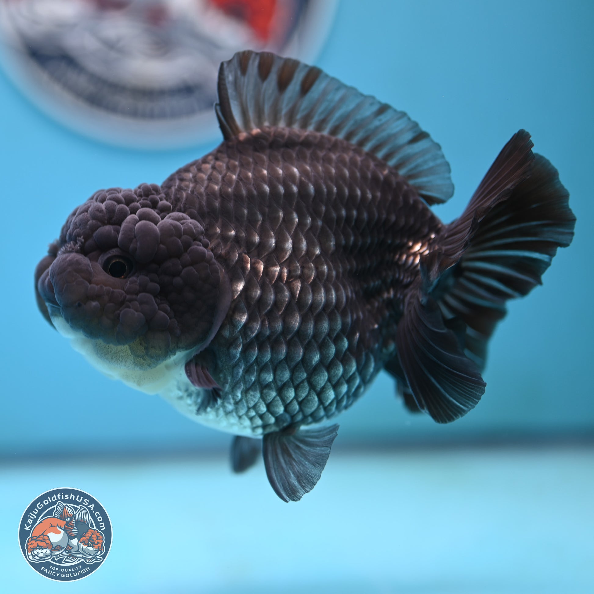 Big Black Metallic YuanBao Oranda 4.5 inches Body - Female (250117_OR06) - Kaiju Goldfish USA