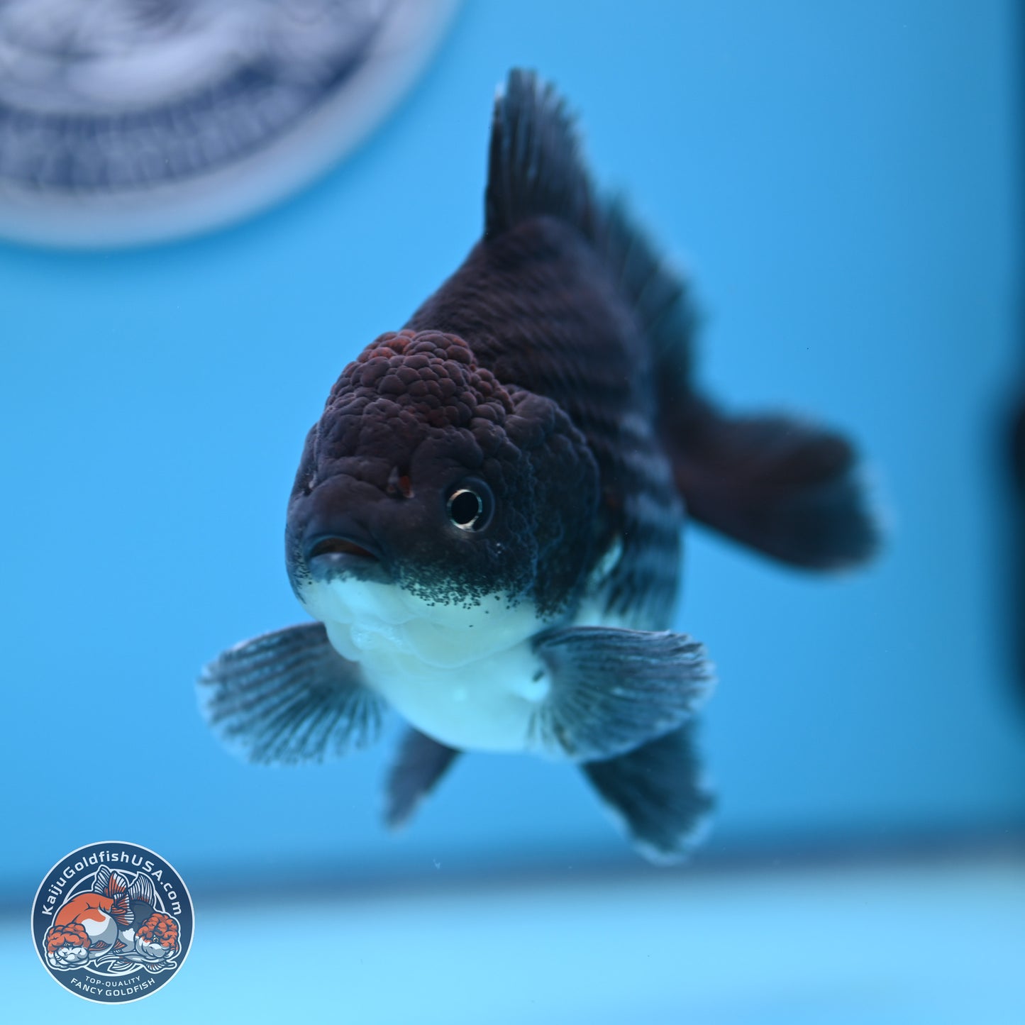 Shogun Kirin Oranda 3.5-4.5 in (241011_OR06) - Kaiju Goldfish USA