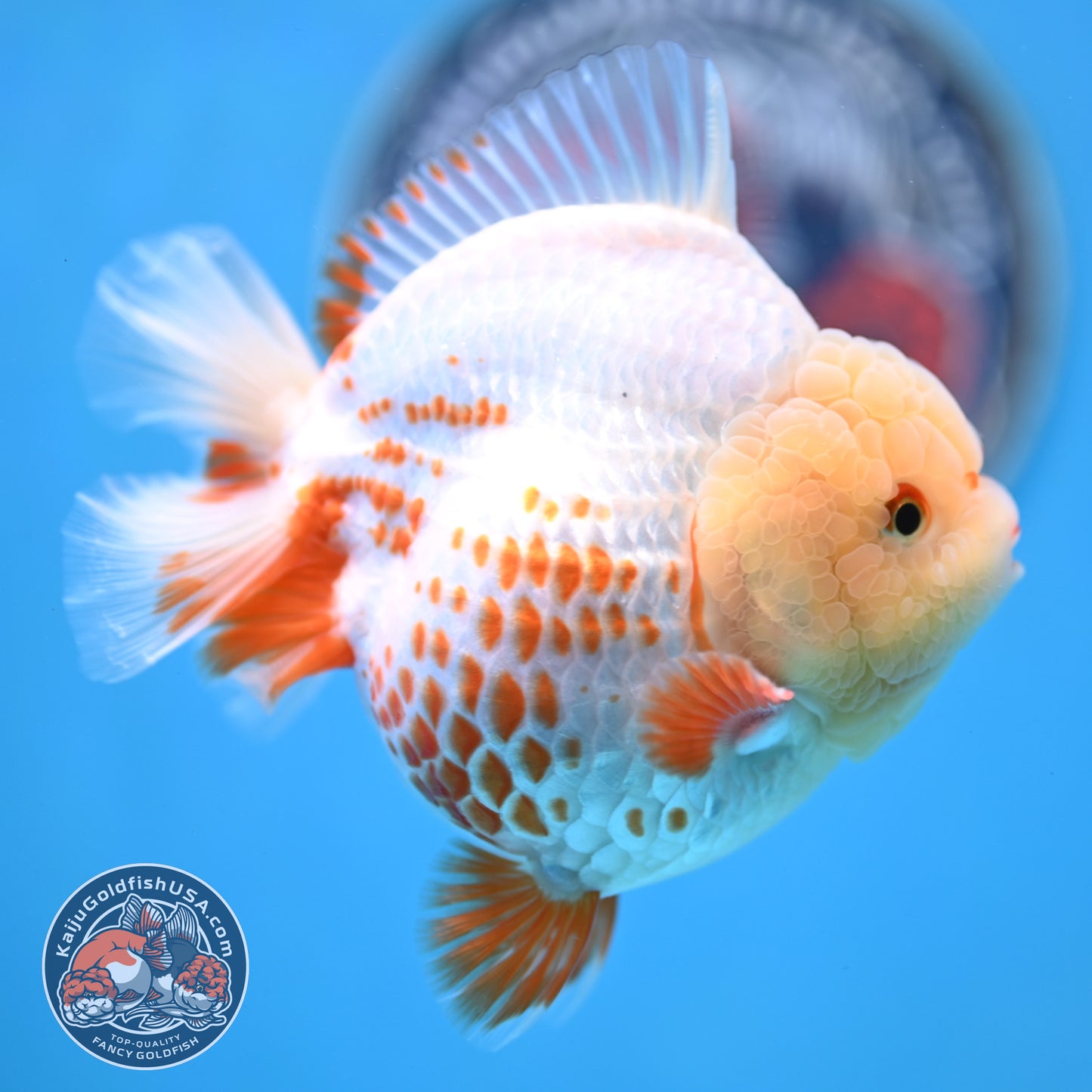 Deer Spot Red White YuanBao Oranda 3.7 inches Body (250516_OR06)