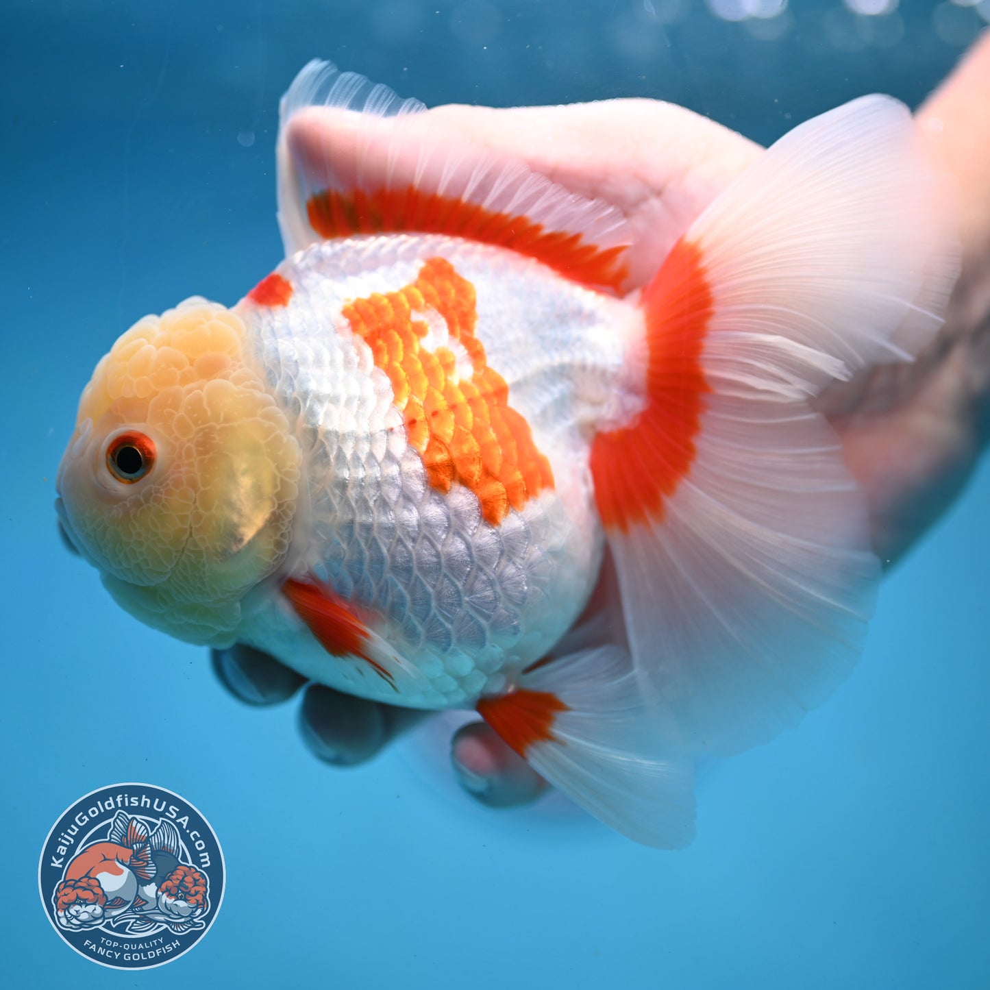 Jade Head Red White Oranda 4 inch Body (250919_OR06)