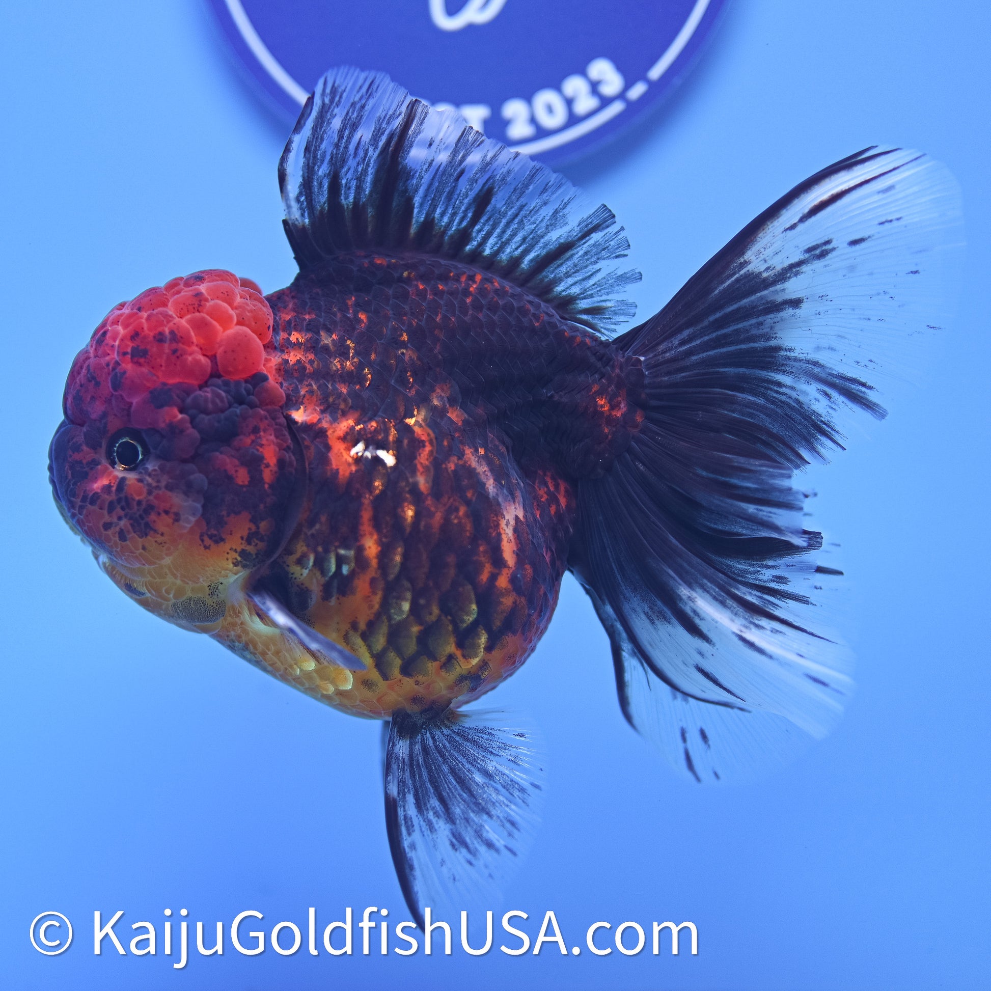 Red Kirin Rose Tail Oranda 4in Body (240628_OR06) - Kaiju Goldfish USA