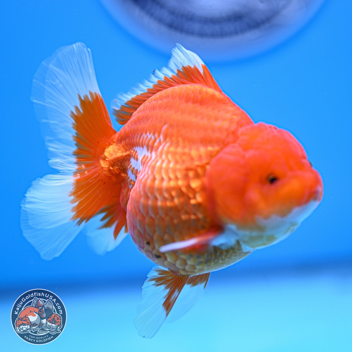 Red White Rose Tail Oranda 4.5 inches - Female (241129_OR06) - Kaiju Goldfish USA