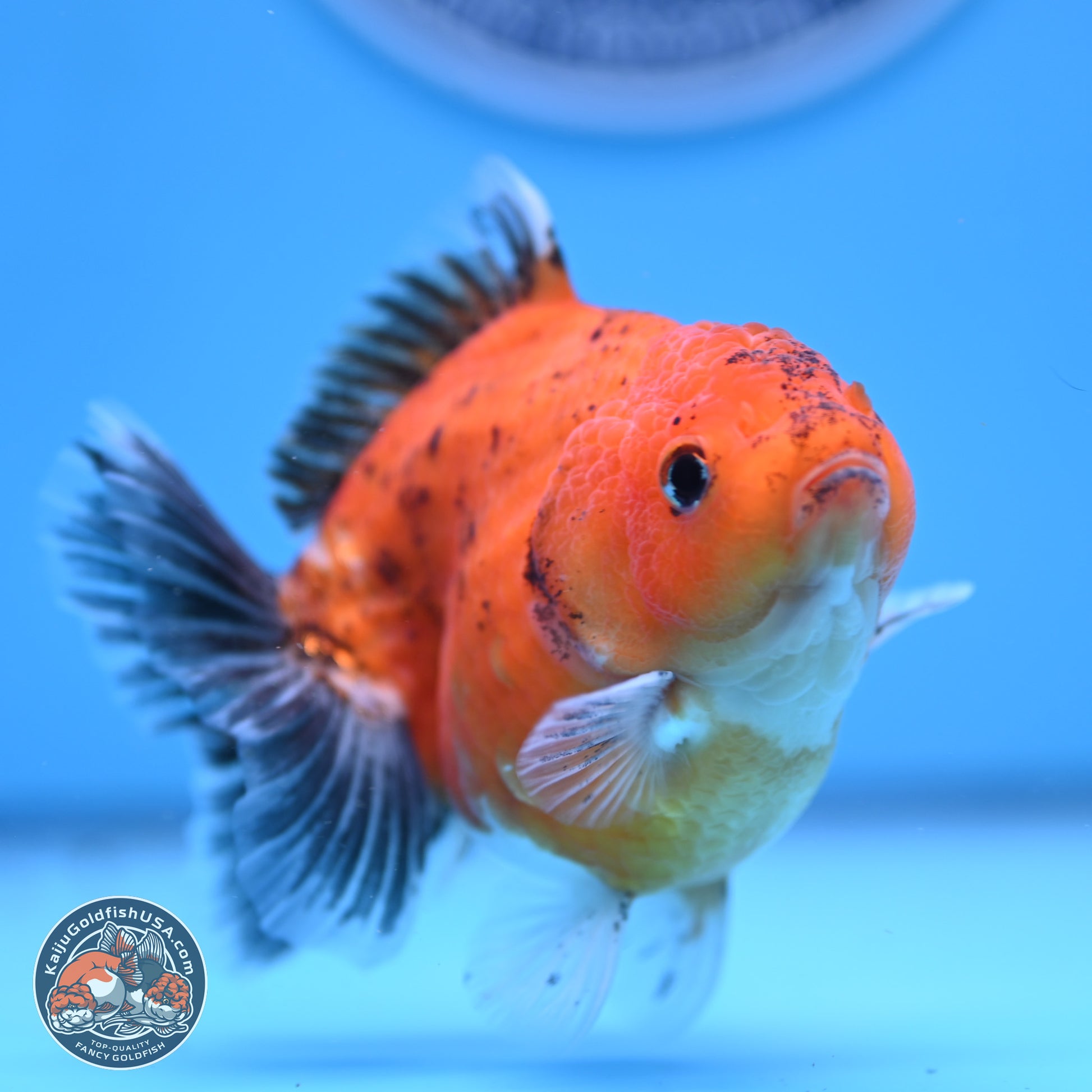 Shogun Tricolor Sakura YuanBao Oranda 3.75in Body (240802_OR06) - Kaiju Goldfish USA