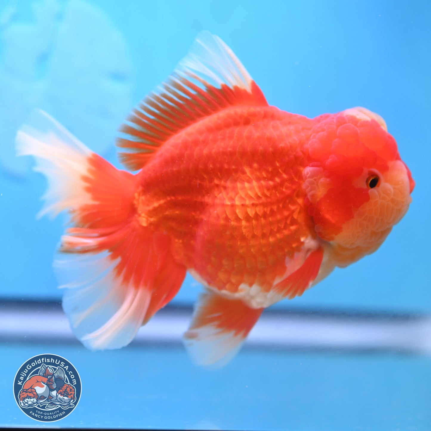 Jumbo Rose Tail Jade Seal Red White Oranda 5.5 inches Body - Female (250131_OR06)