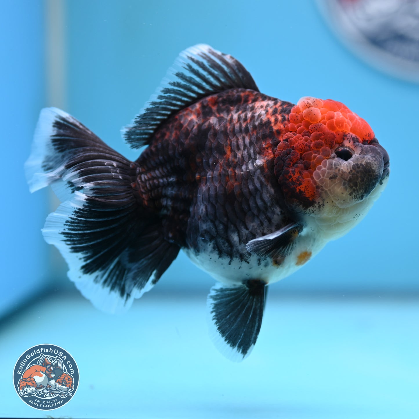 Kirin Rose Tail Oranda 5 inches (241025_OR06) - Kaiju Goldfish USA