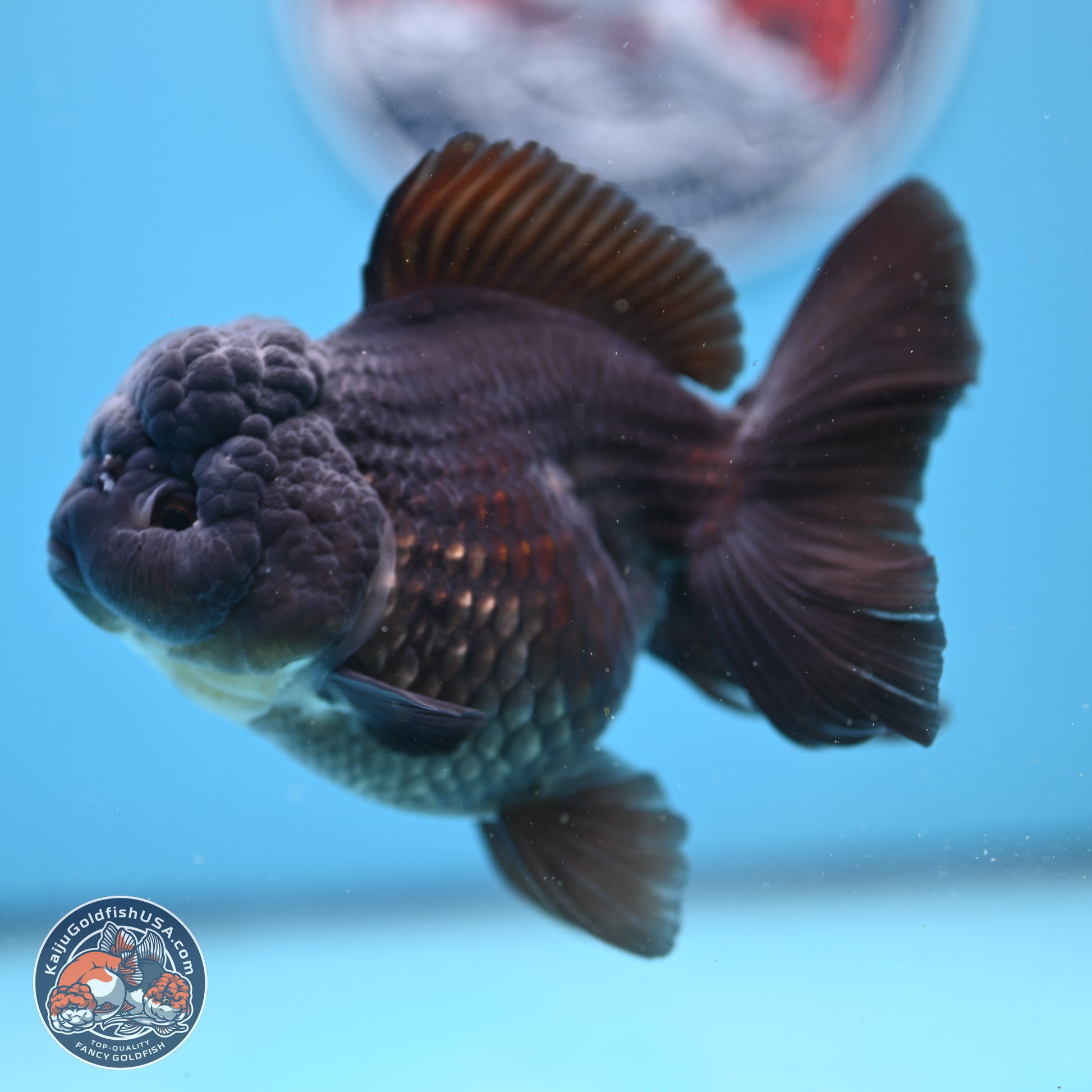 Black Rose Tail Oranda 5 inches - Female (241206_OR06) - Kaiju Goldfish USA