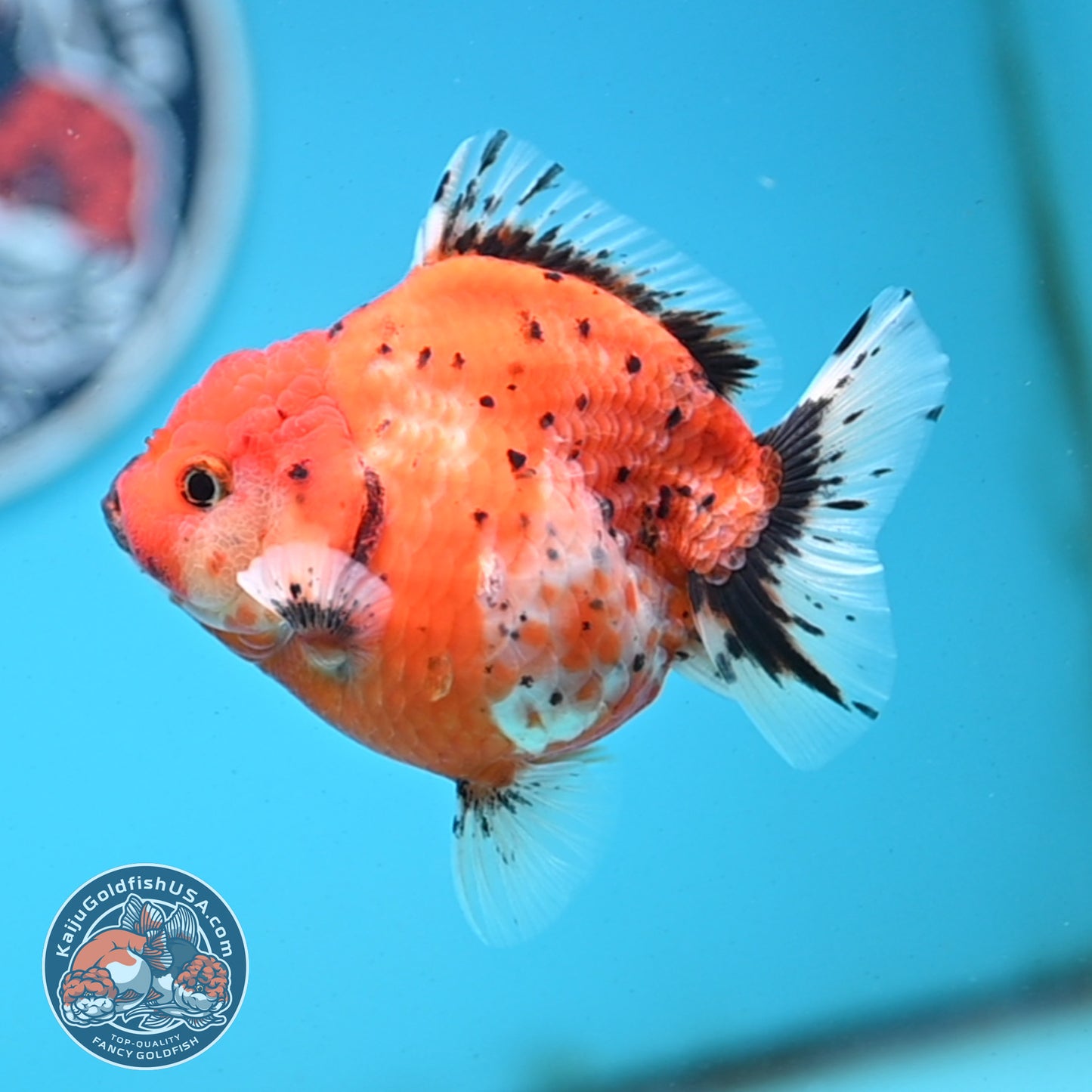 Shogun Tricolor Sakura Oranda 3.5 inches Body - Female (250418_OR06)