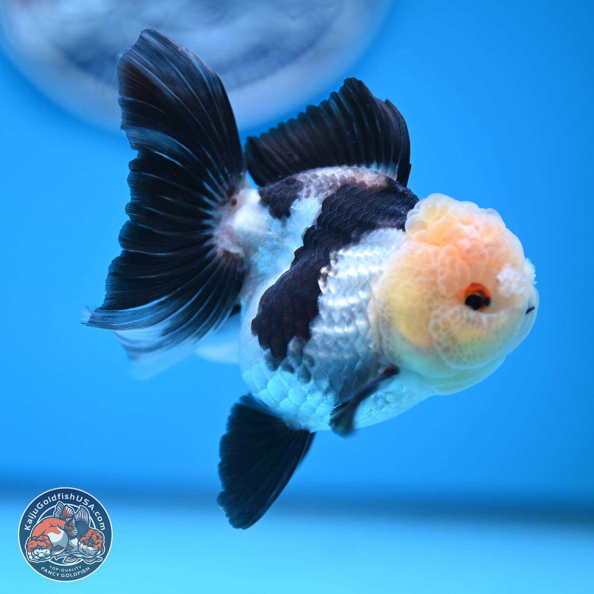 Panda Rose Tail Oranda 4 inches (241101_OR06) - Kaiju Goldfish USA