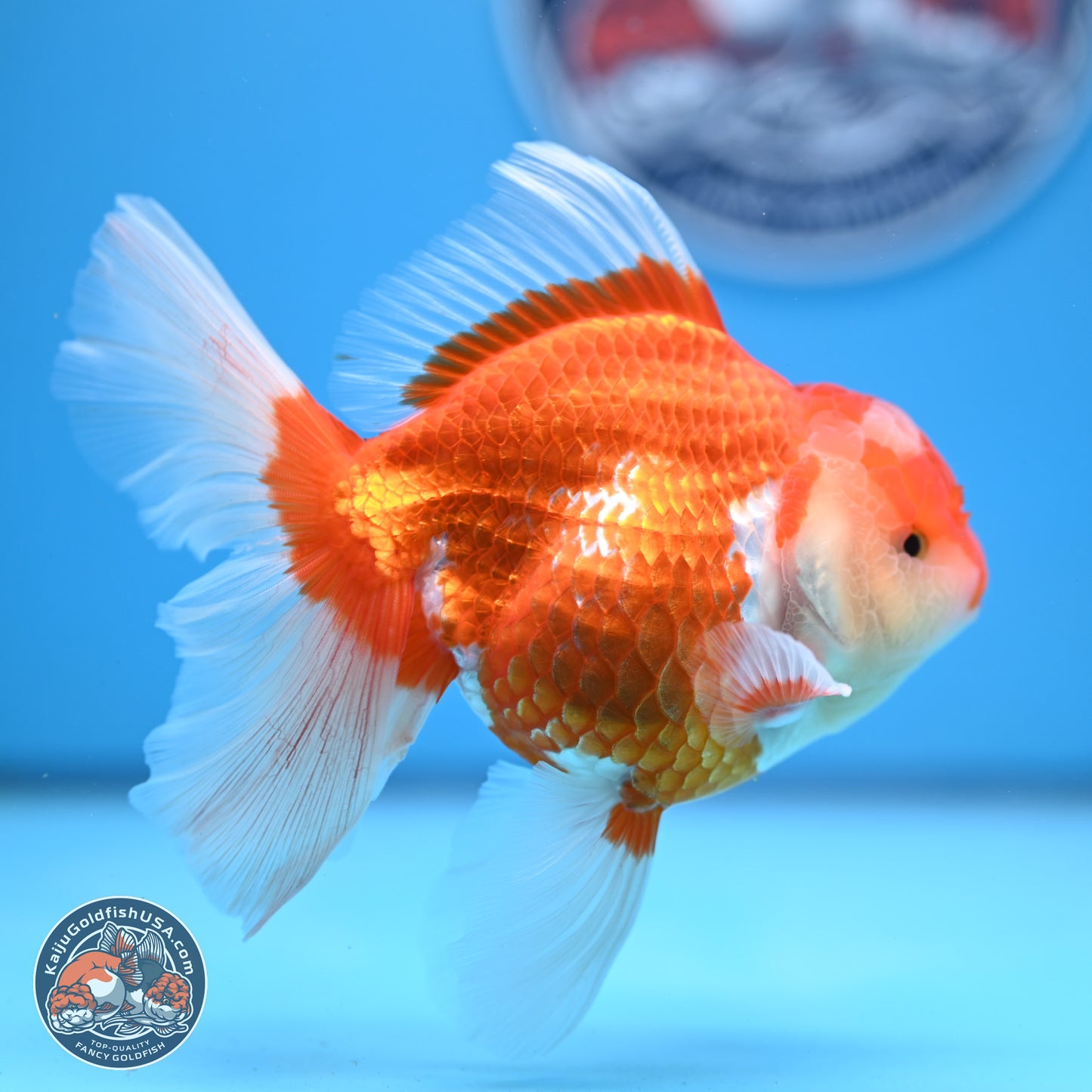 Red White Rose Tail Oranda 4-6 inches (240913_OR06) - Kaiju Goldfish USA