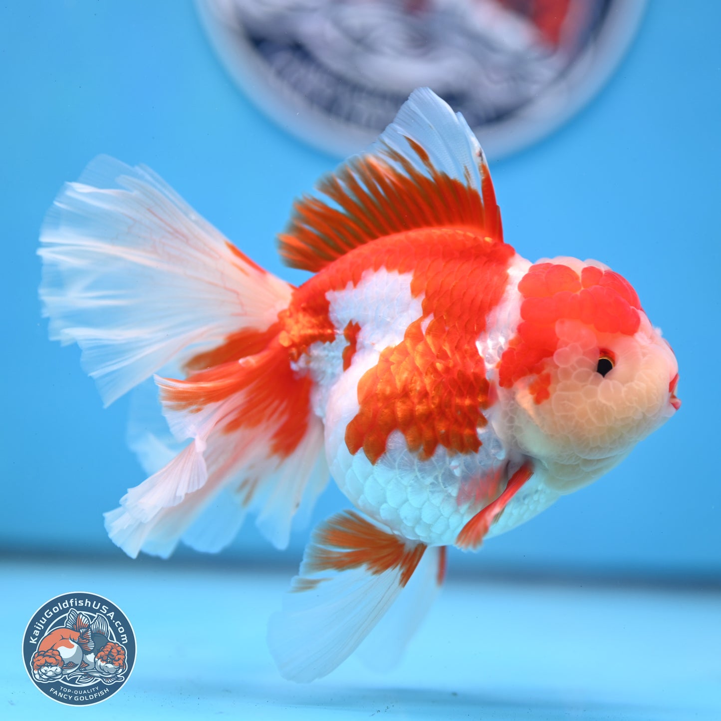 Jade Top Red White Orchid Tail Oranda 3.5 inches Body - Female (250228_OR06)