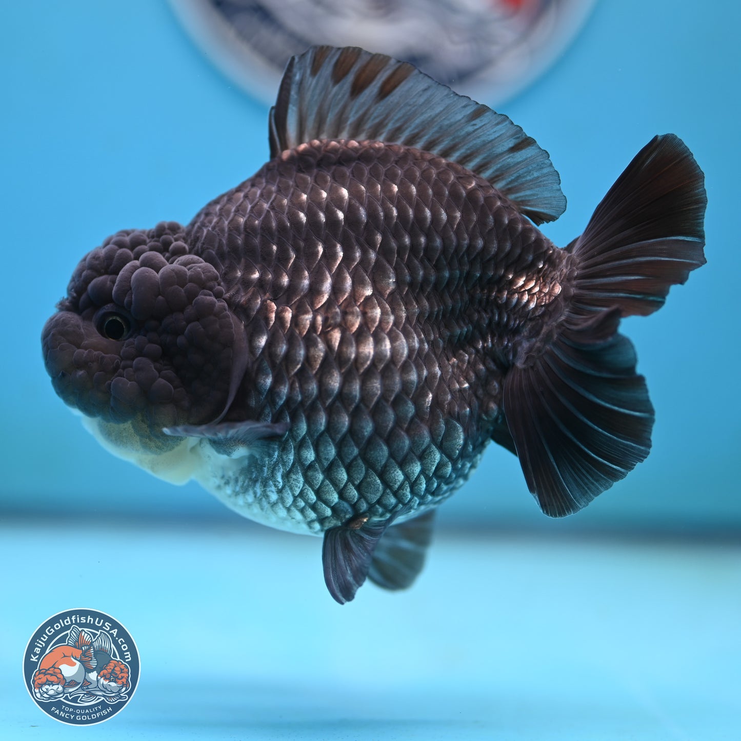 Big Black Metallic YuanBao Oranda 4.5 inches Body - Female (250117_OR06) - Kaiju Goldfish USA