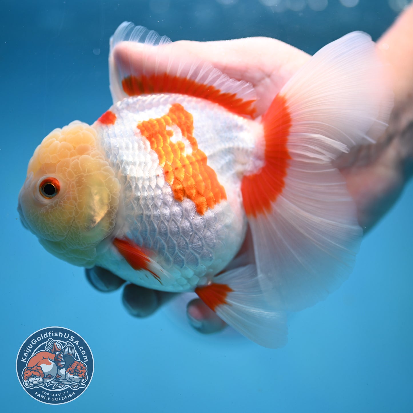Jade Head Red White Oranda 4 inch Body (250919_OR06)