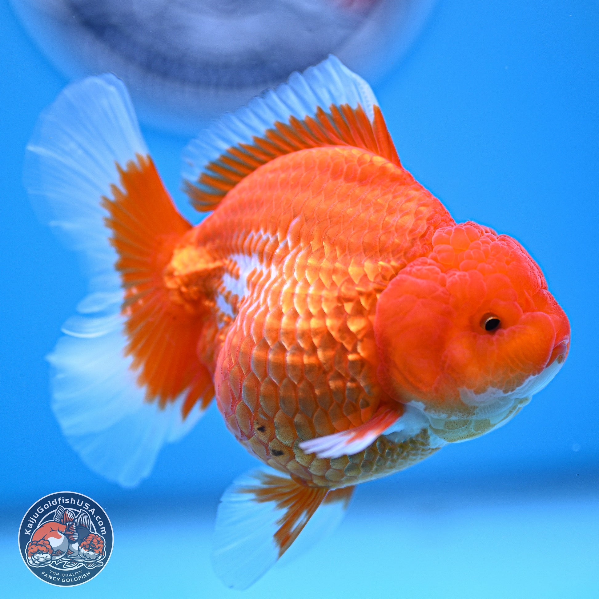 Red White Rose Tail Oranda 4.5 inches - Female (241129_OR06) - Kaiju Goldfish USA