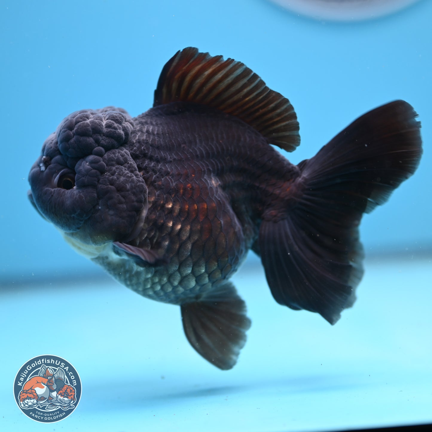 Black Rose Tail Oranda 5 inches - Female (241206_OR06) - Kaiju Goldfish USA