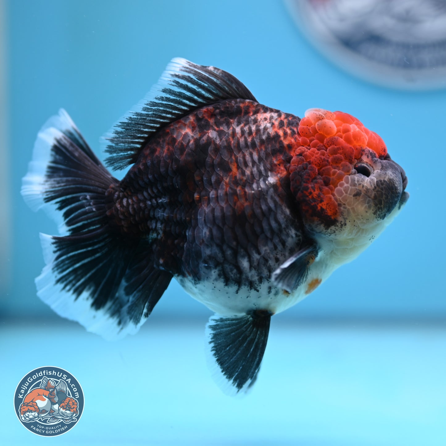 Kirin Rose Tail Oranda 5 inches (241025_OR06) - Kaiju Goldfish USA