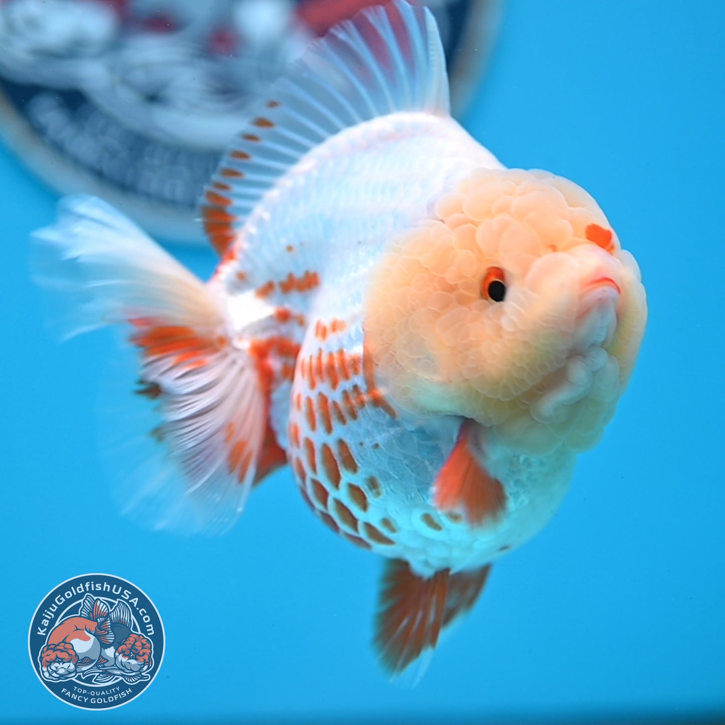 Deer Spot Red White YuanBao Oranda 3.7 inches Body (250516_OR06)