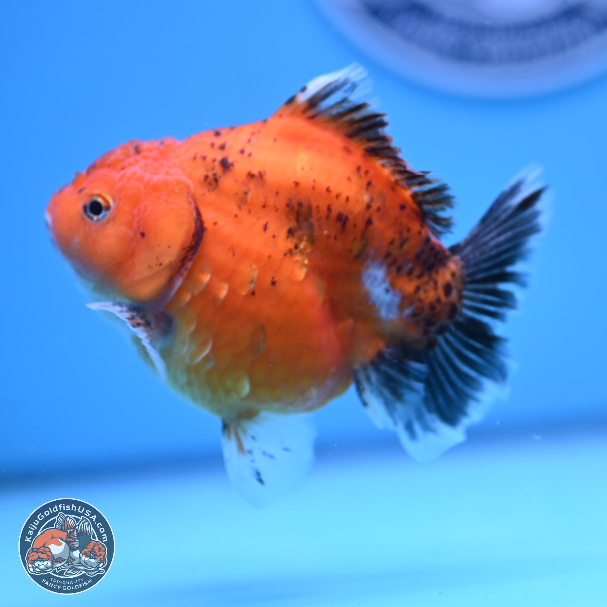 Shogun Tricolor Sakura YuanBao Oranda 3.75in Body (240802_OR06) - Kaiju Goldfish USA