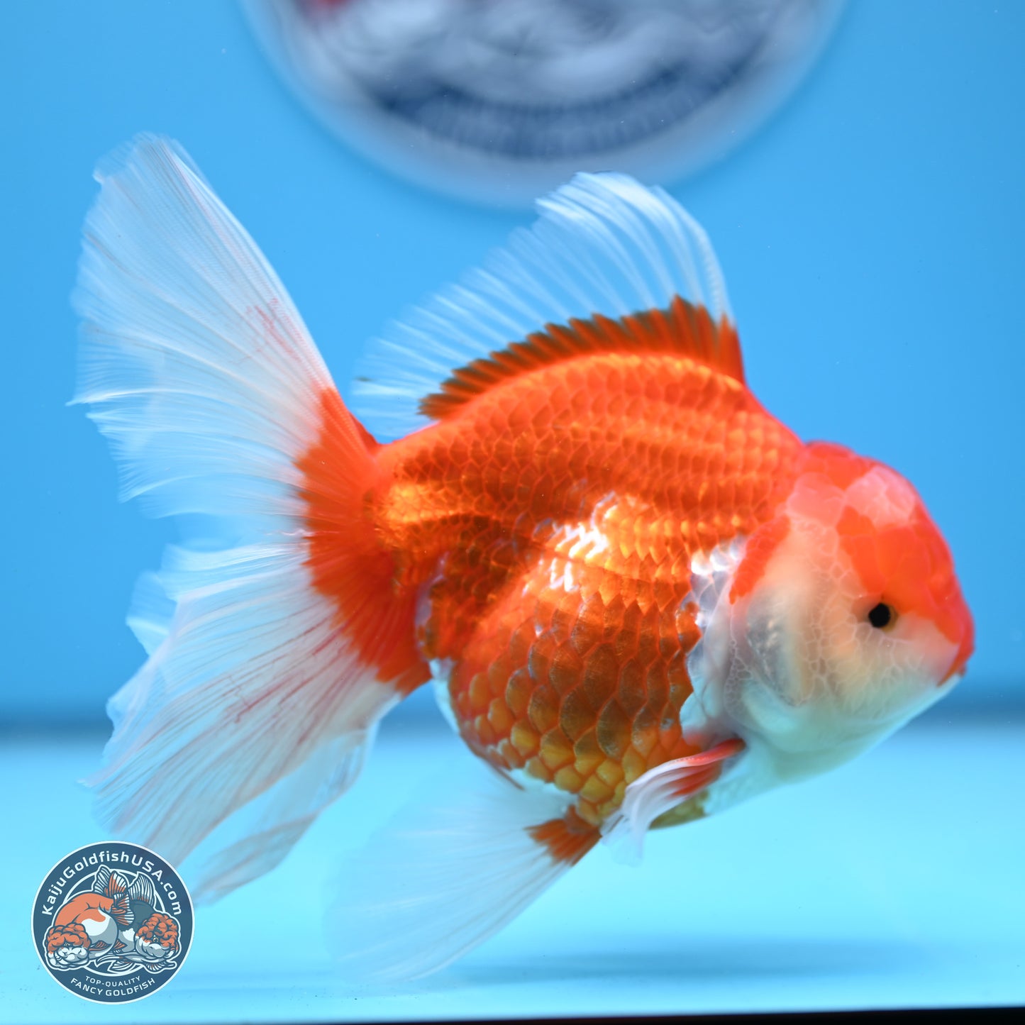 Red White Rose Tail Oranda 4-6 inches (240913_OR06) - Kaiju Goldfish USA