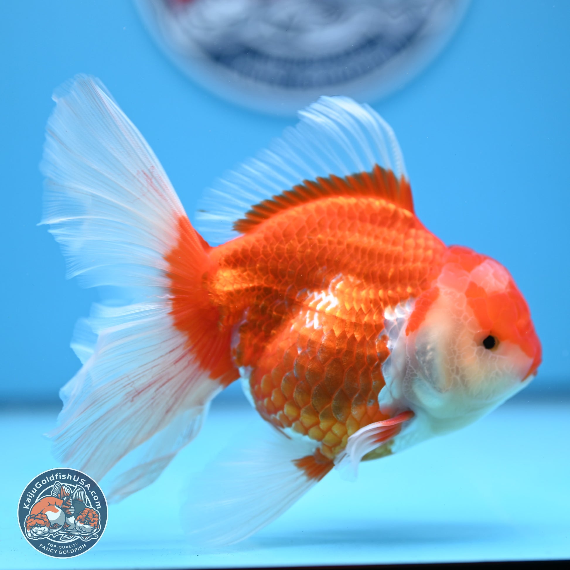 Red White Rose Tail Oranda 4-6 inches (240913_OR06) - Kaiju Goldfish USA