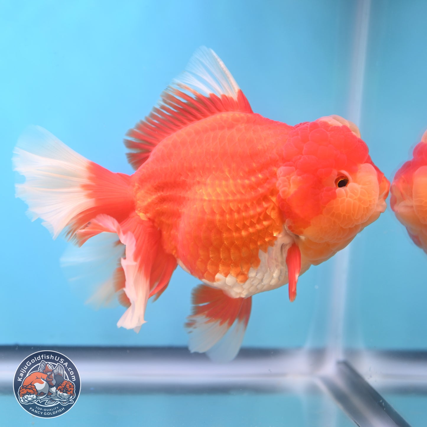 Jumbo Rose Tail Jade Seal Red White Oranda 5.5 inches Body - Female (250131_OR06)