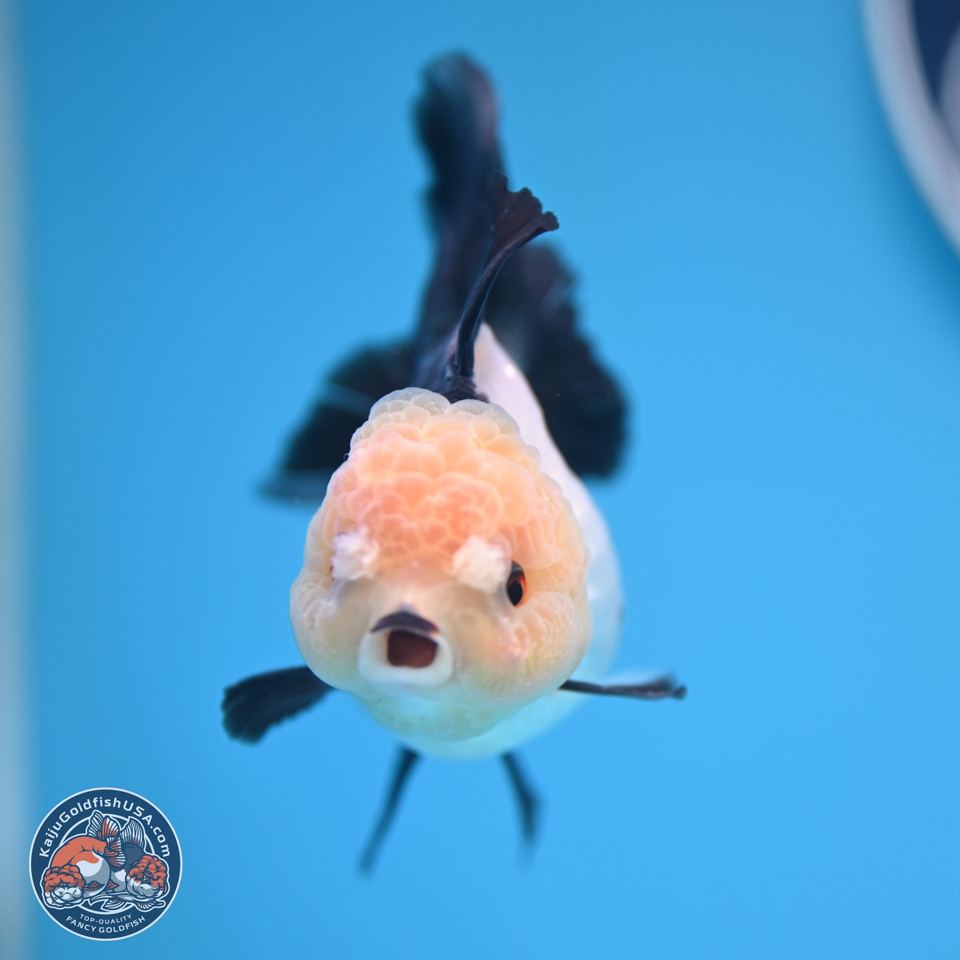 Panda Rose Tail Oranda 4 inches (241101_OR06) - Kaiju Goldfish USA