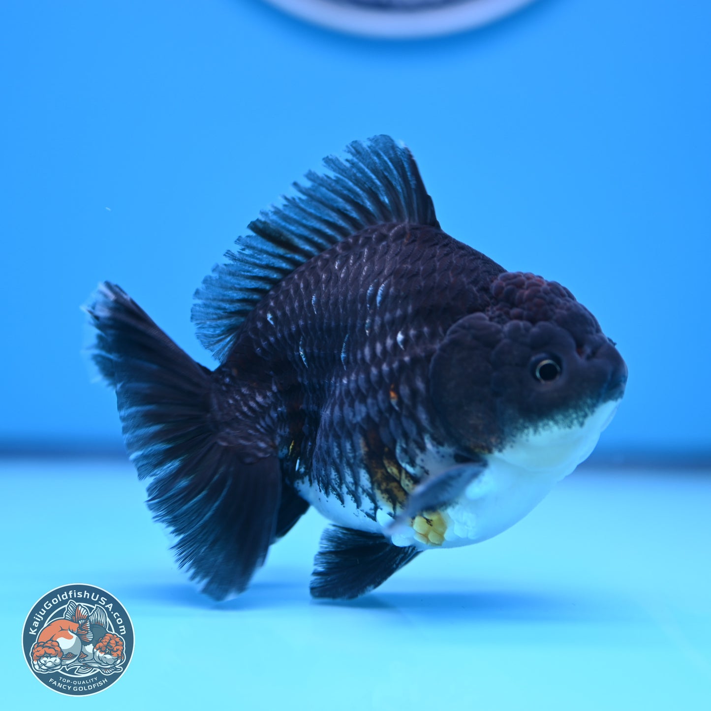 Shogun Kirin Oranda 3.5-4.5 in (241011_OR06) - Kaiju Goldfish USA