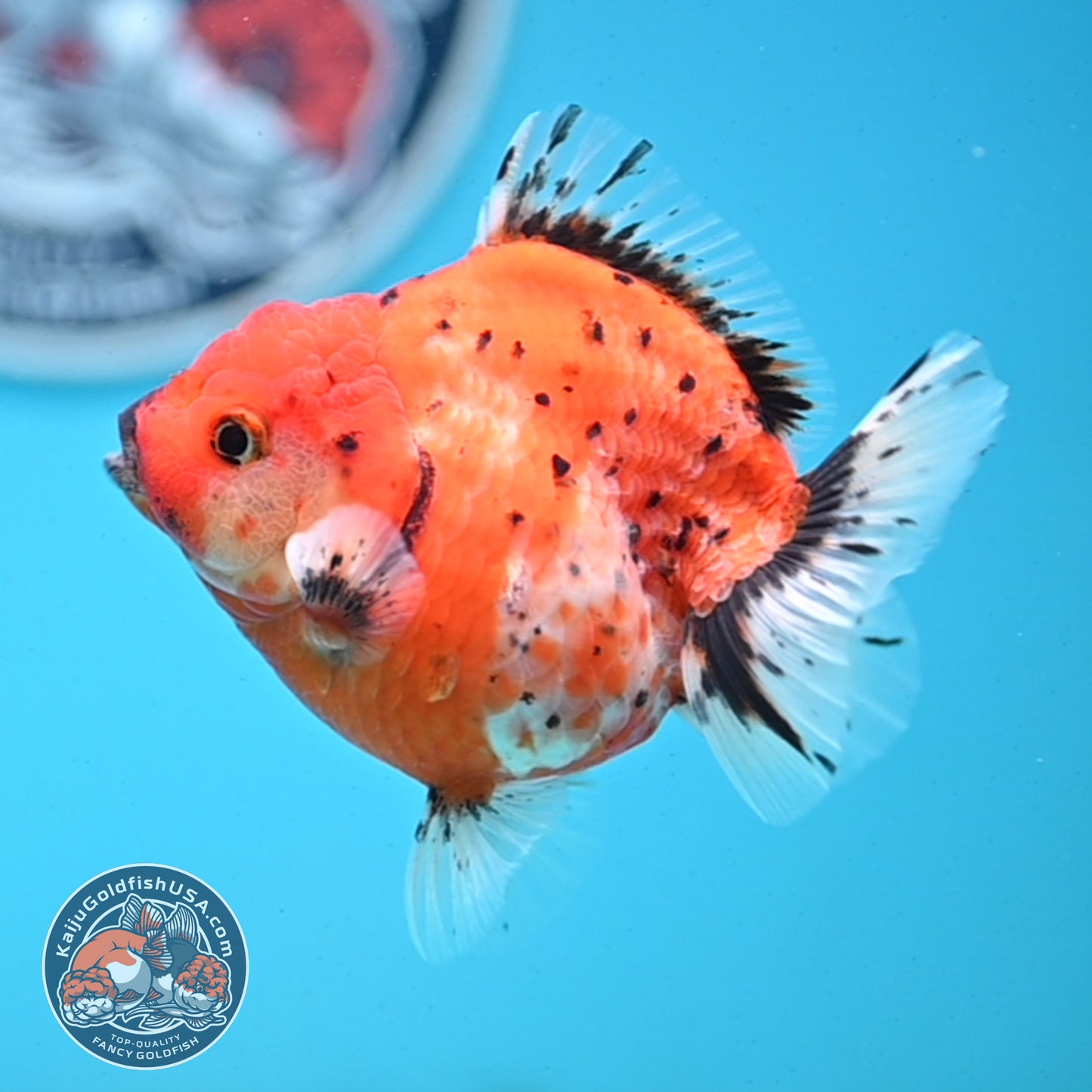 Shogun Tricolor Sakura Oranda 3.5 inches Body - Female (250418_OR06)