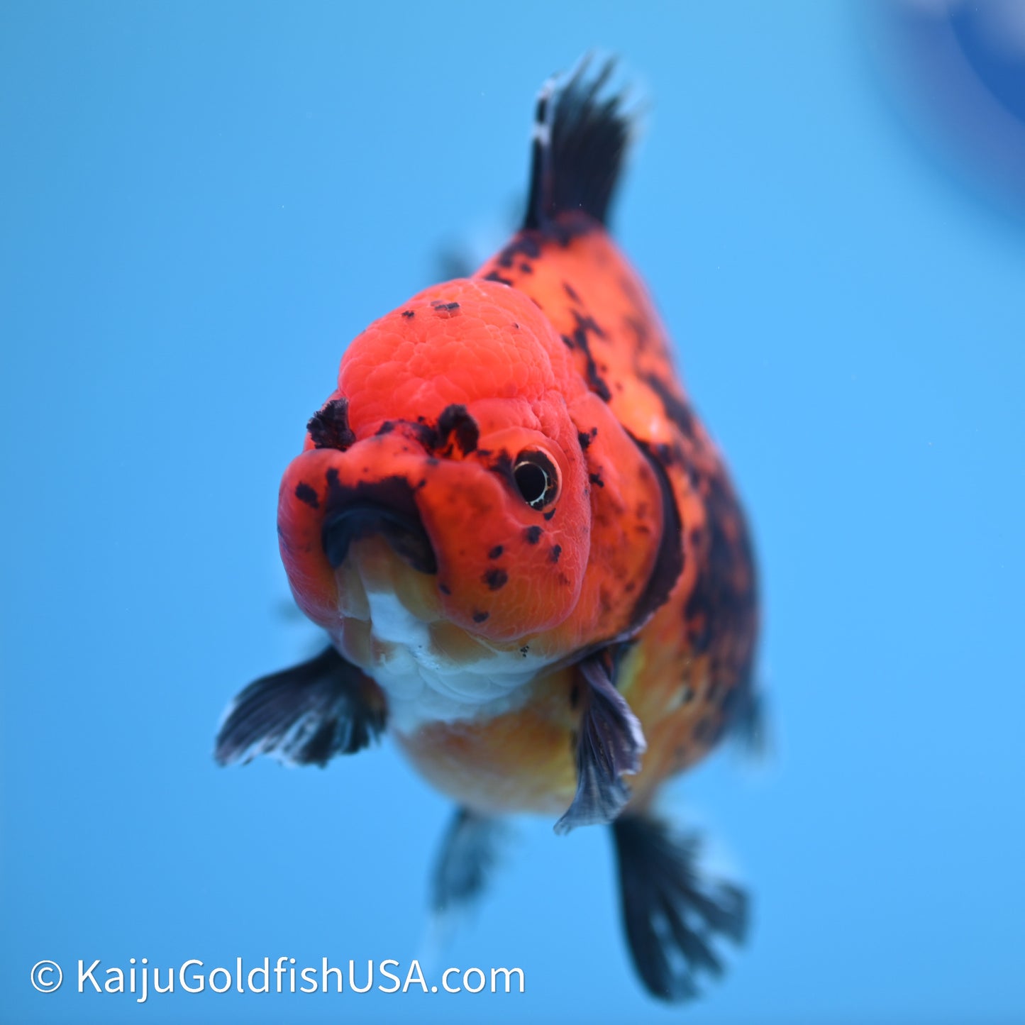 Shogun Godzilla Apache Oranda 3.75in Body (240614_OR06) - Kaiju Goldfish USA