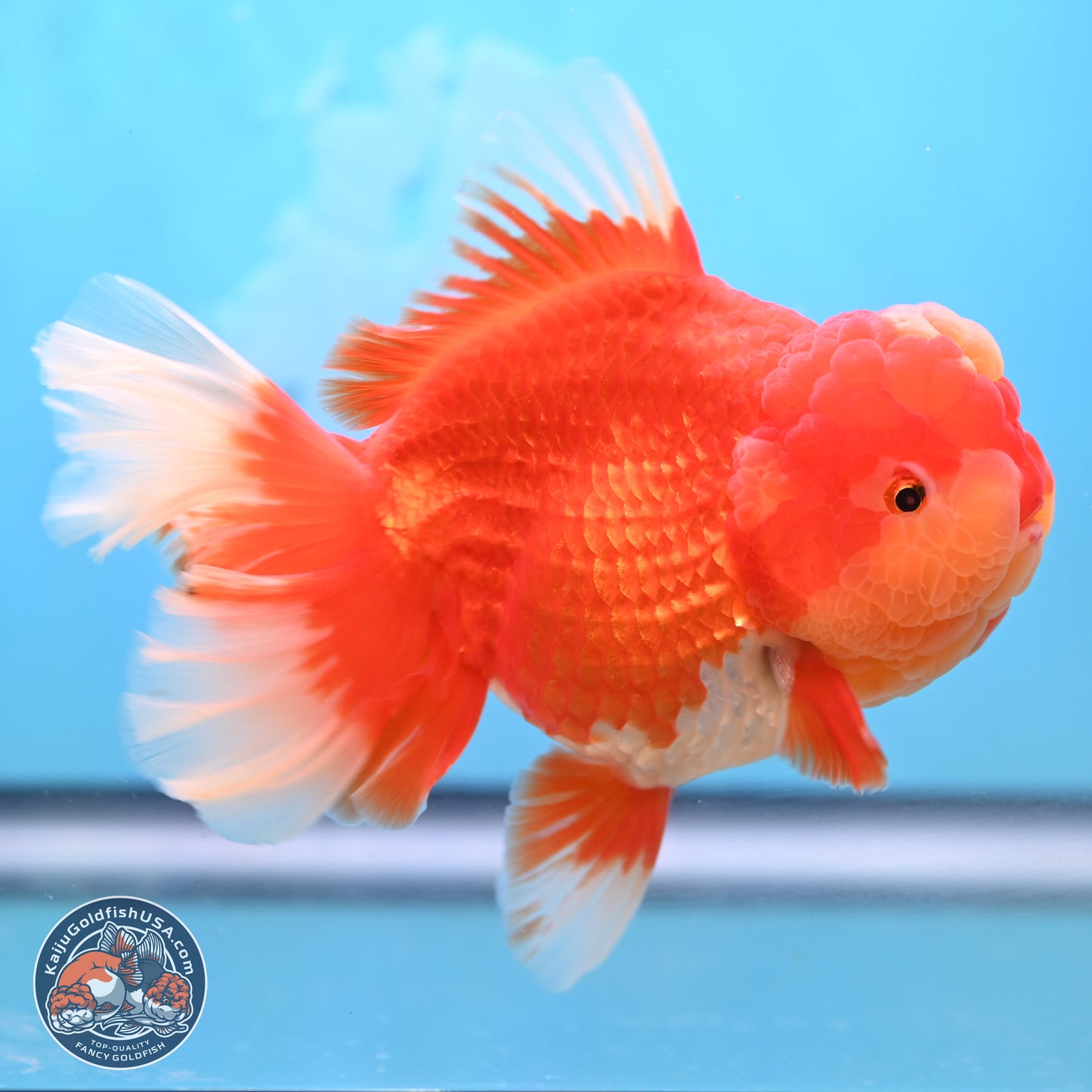 Jumbo Rose Tail Jade Seal Red White Oranda 5.5 inches Body - Female (250131_OR06)