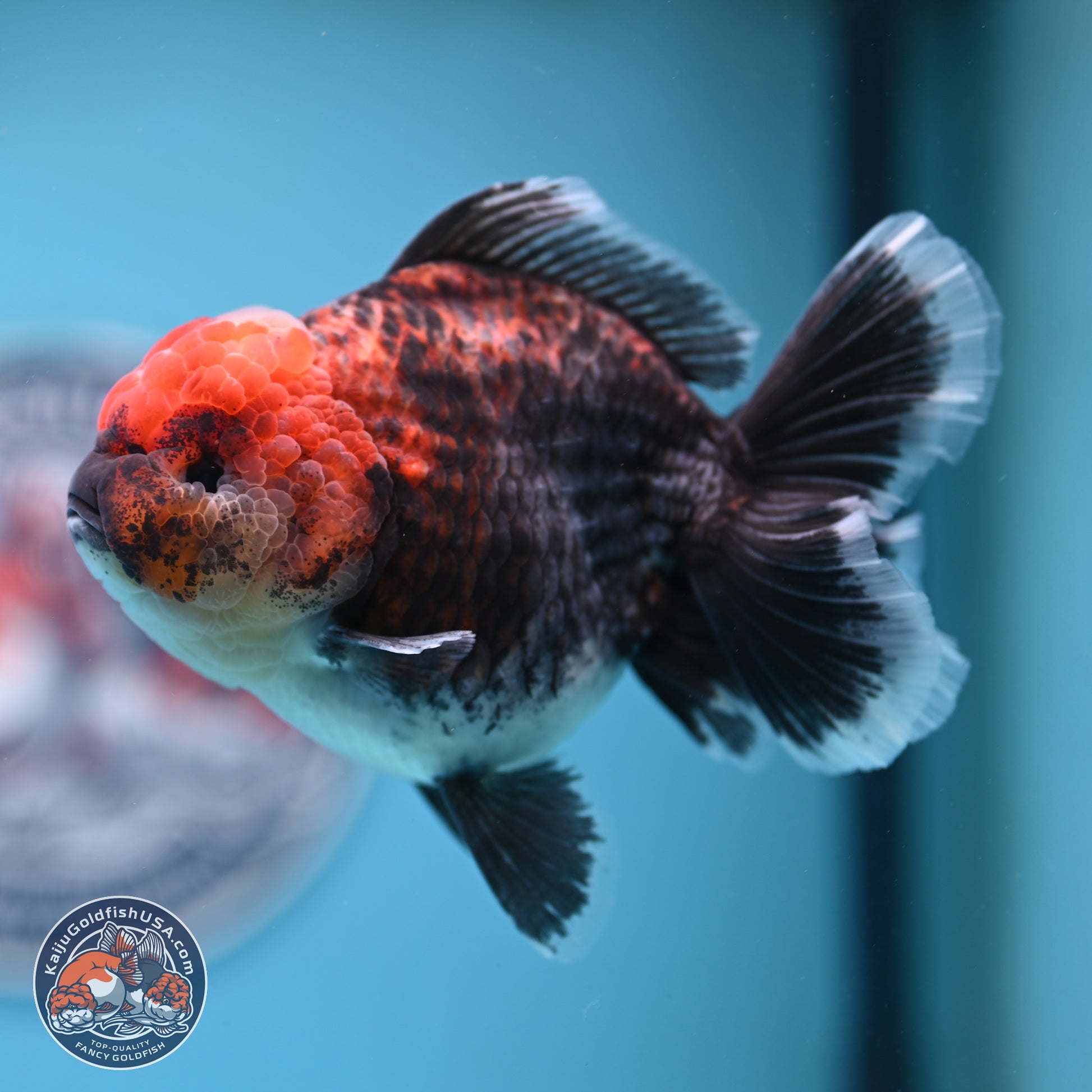 Kirin Rose Tail Oranda 5 inches (241025_OR06) - Kaiju Goldfish USA