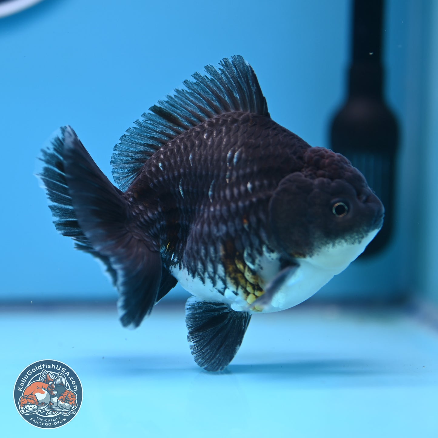 Shogun Kirin Oranda 3.5-4.5 in (241011_OR06) - Kaiju Goldfish USA