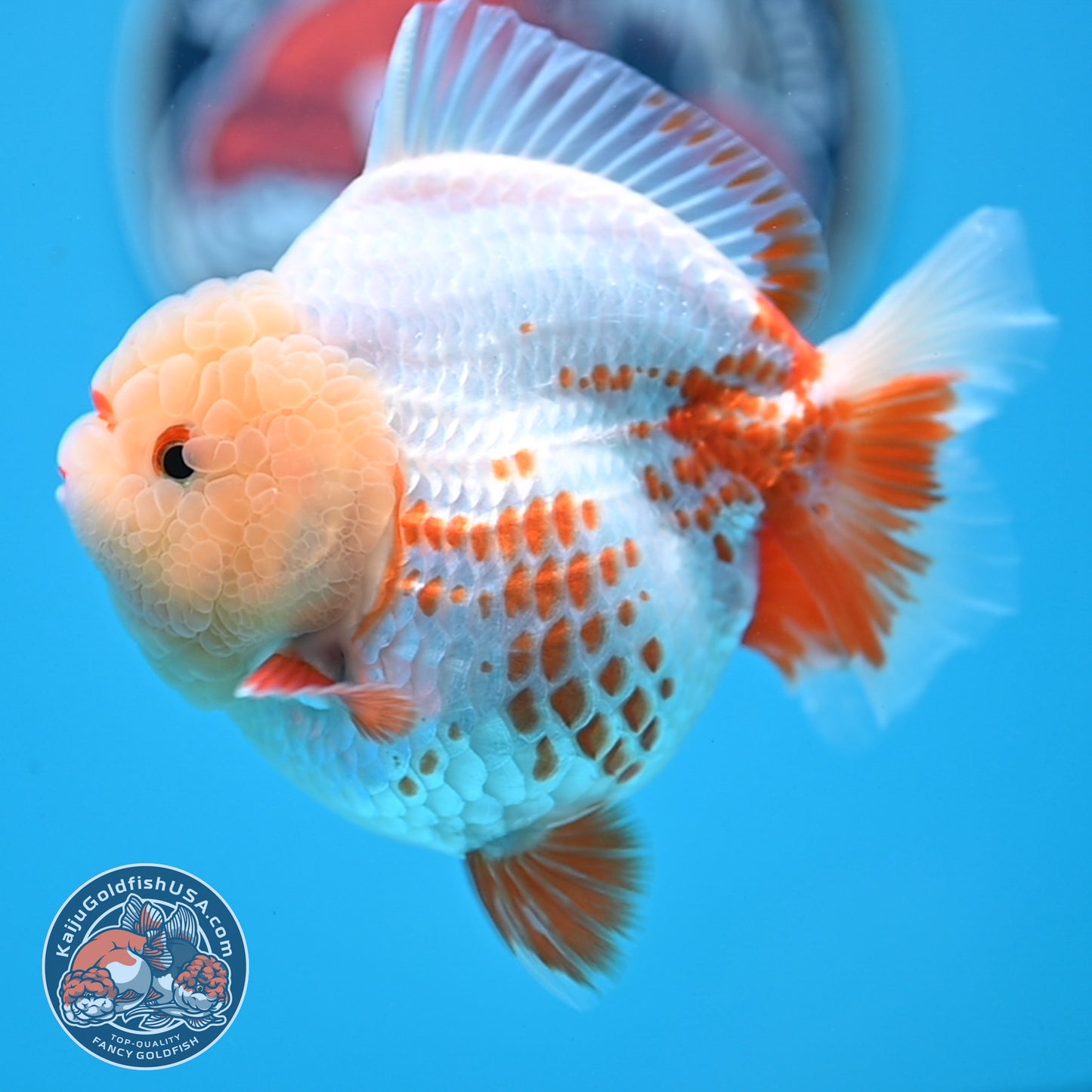 Deer Spot Red White YuanBao Oranda 3.7 inches Body (250516_OR06)
