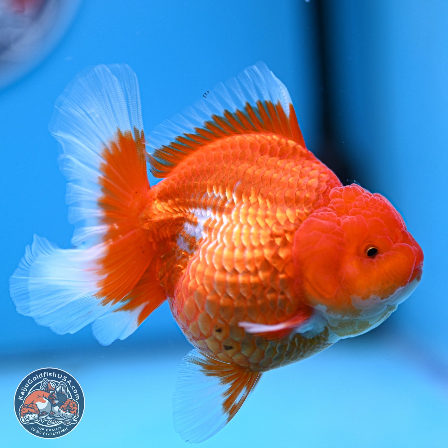 Red White Rose Tail Oranda 4.5 inches - Female (241129_OR06) - Kaiju Goldfish USA