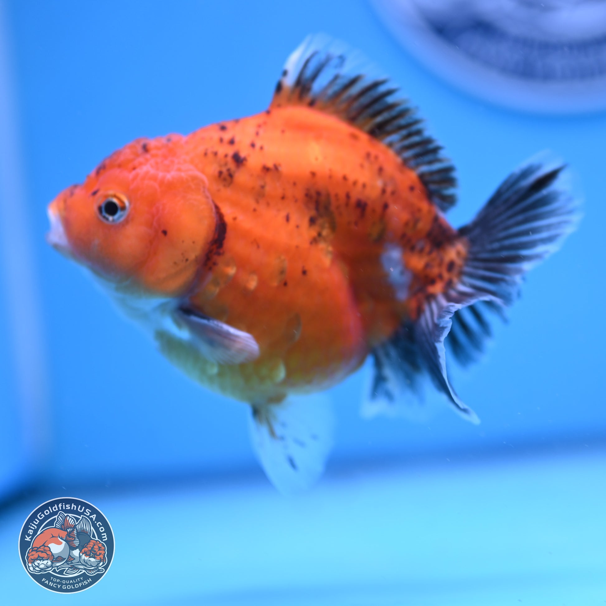 Shogun Tricolor Sakura YuanBao Oranda 3.75in Body (240802_OR06) - Kaiju Goldfish USA