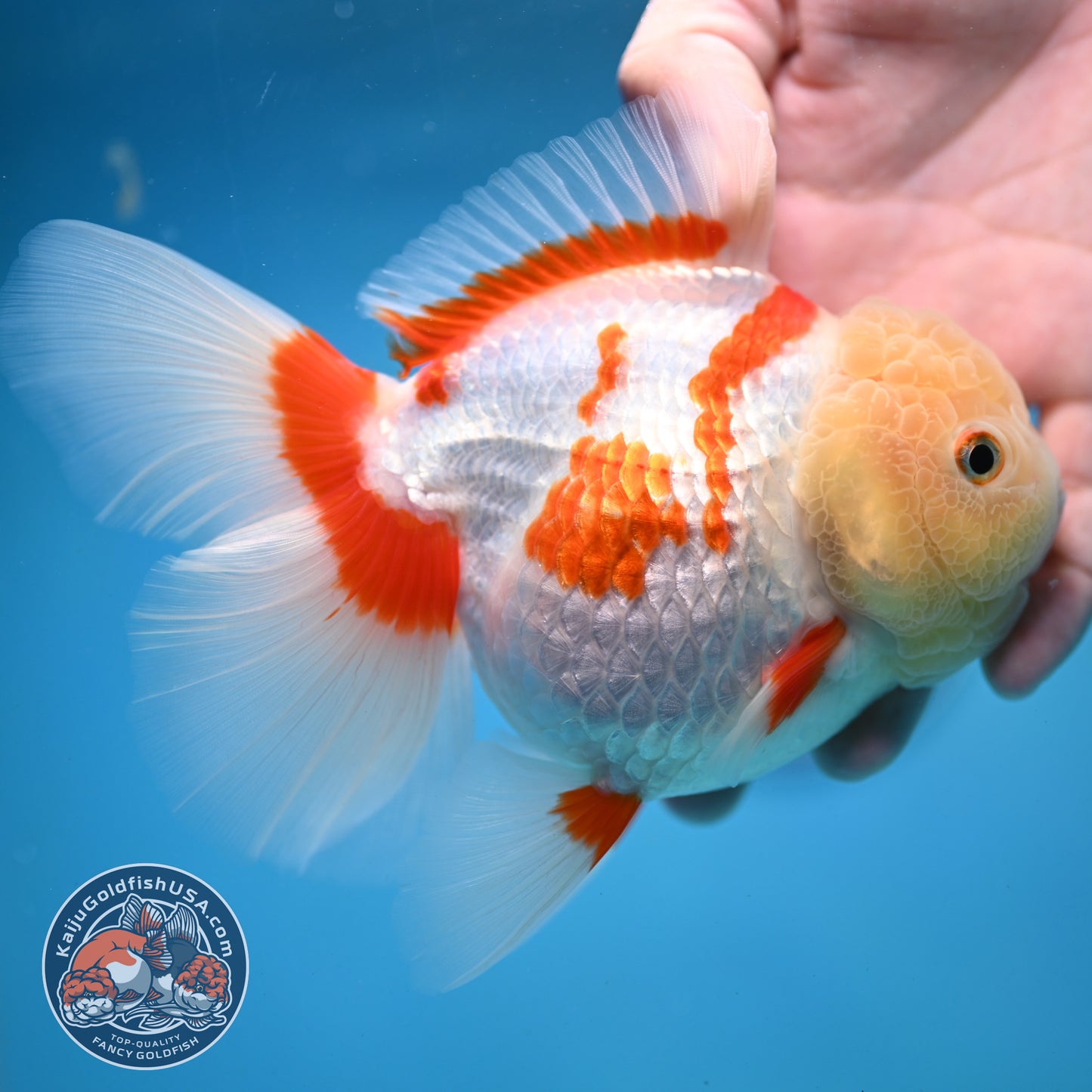 Jade Head Red White Oranda 4 inch Body (250919_OR06)