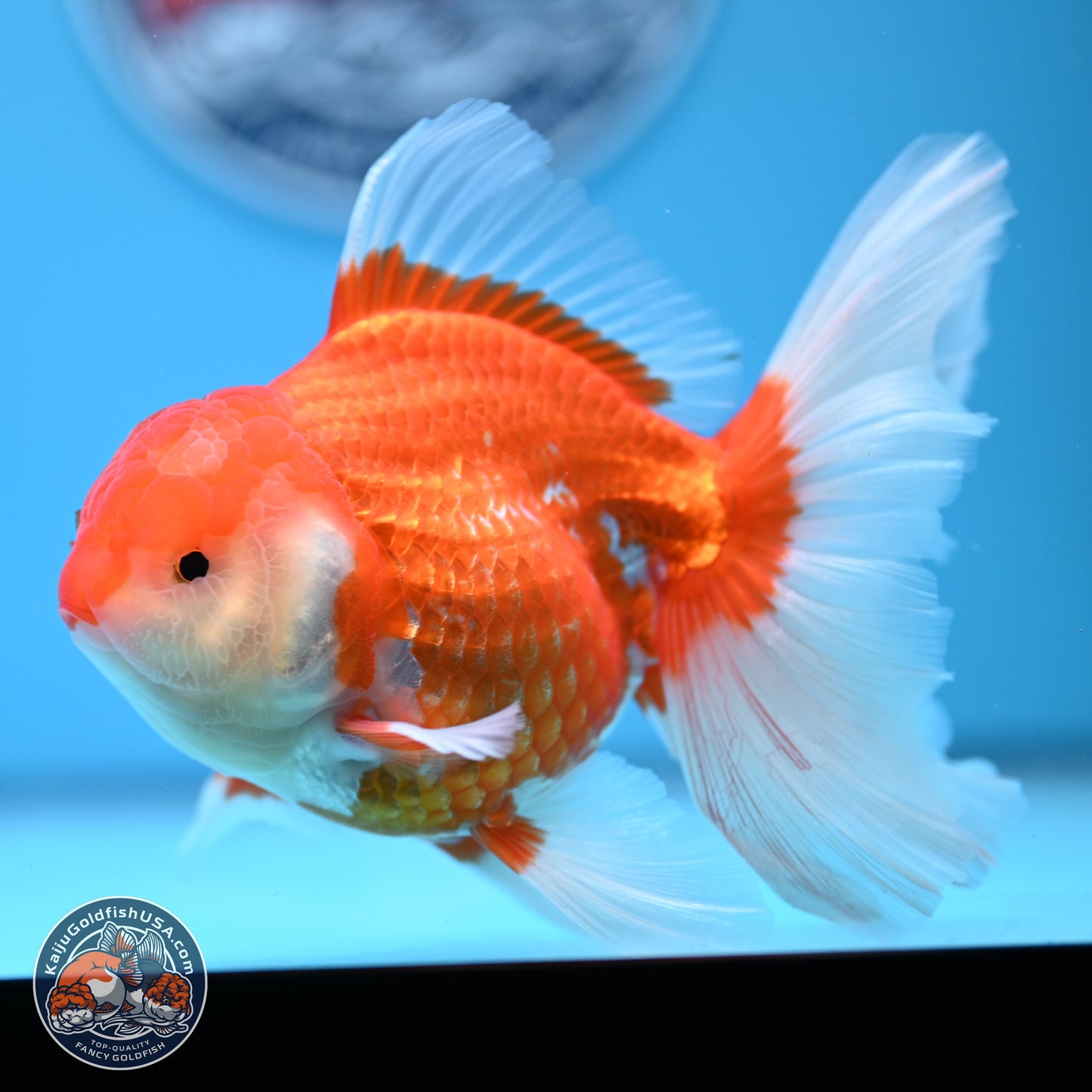 Red White Rose Tail Oranda 4-6 inches (240913_OR06) - Kaiju Goldfish USA