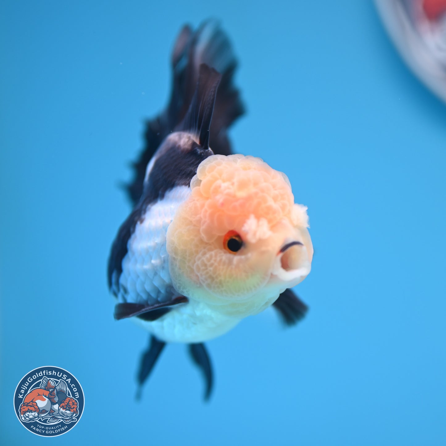 Panda Rose Tail Oranda 4 inches (241101_OR06) - Kaiju Goldfish USA